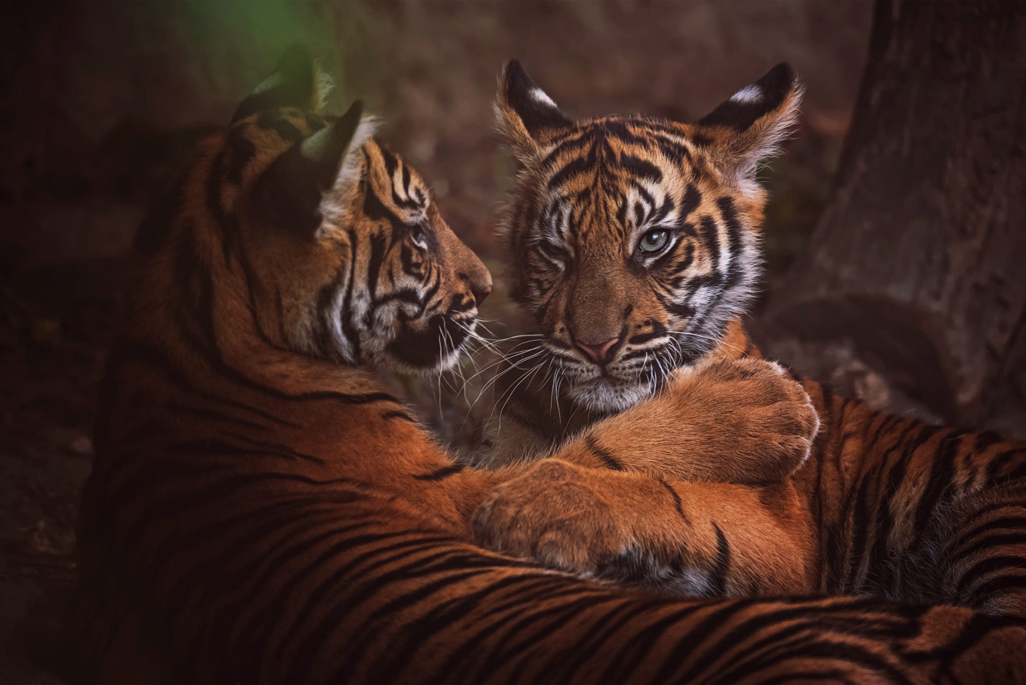 Free download wallpaper Cats, Animal, Tiger on your PC desktop