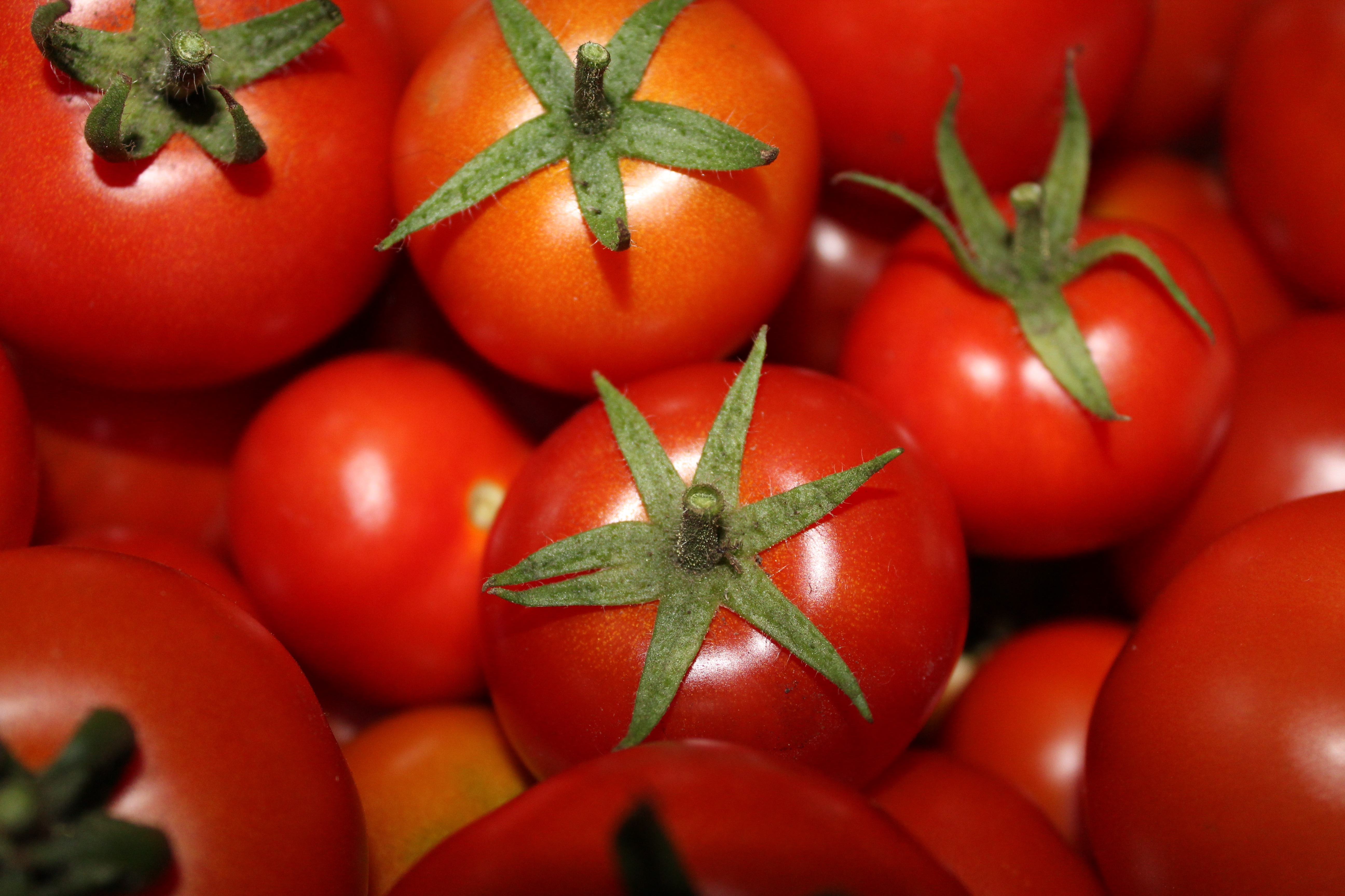 114379 baixar imagens comida, legumes, maduro, tomates - papéis de parede e protetores de tela gratuitamente