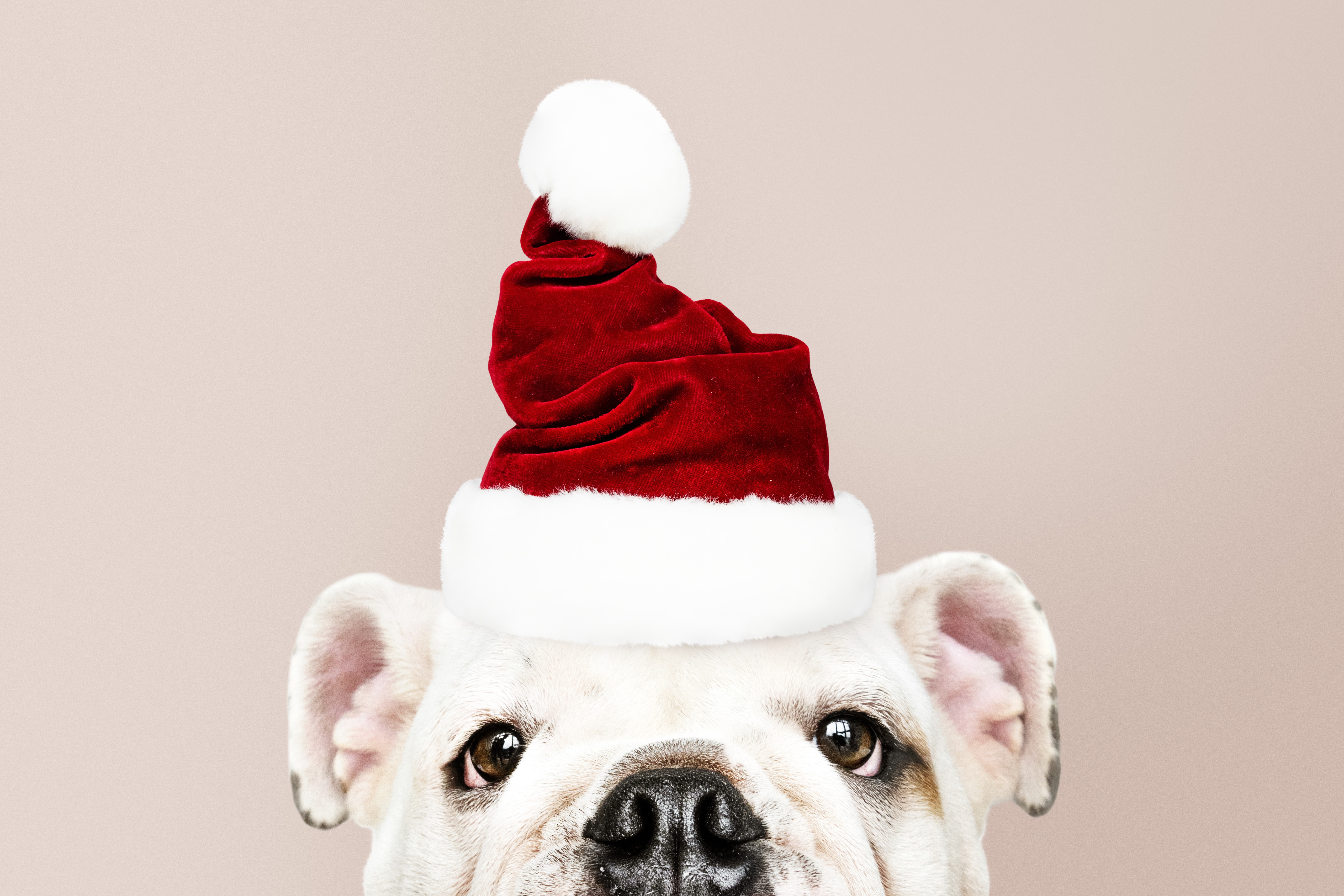 Handy-Wallpaper Tiere, Hunde, Hund, Welpen, Tierbaby, Weihnachtsmütze kostenlos herunterladen.