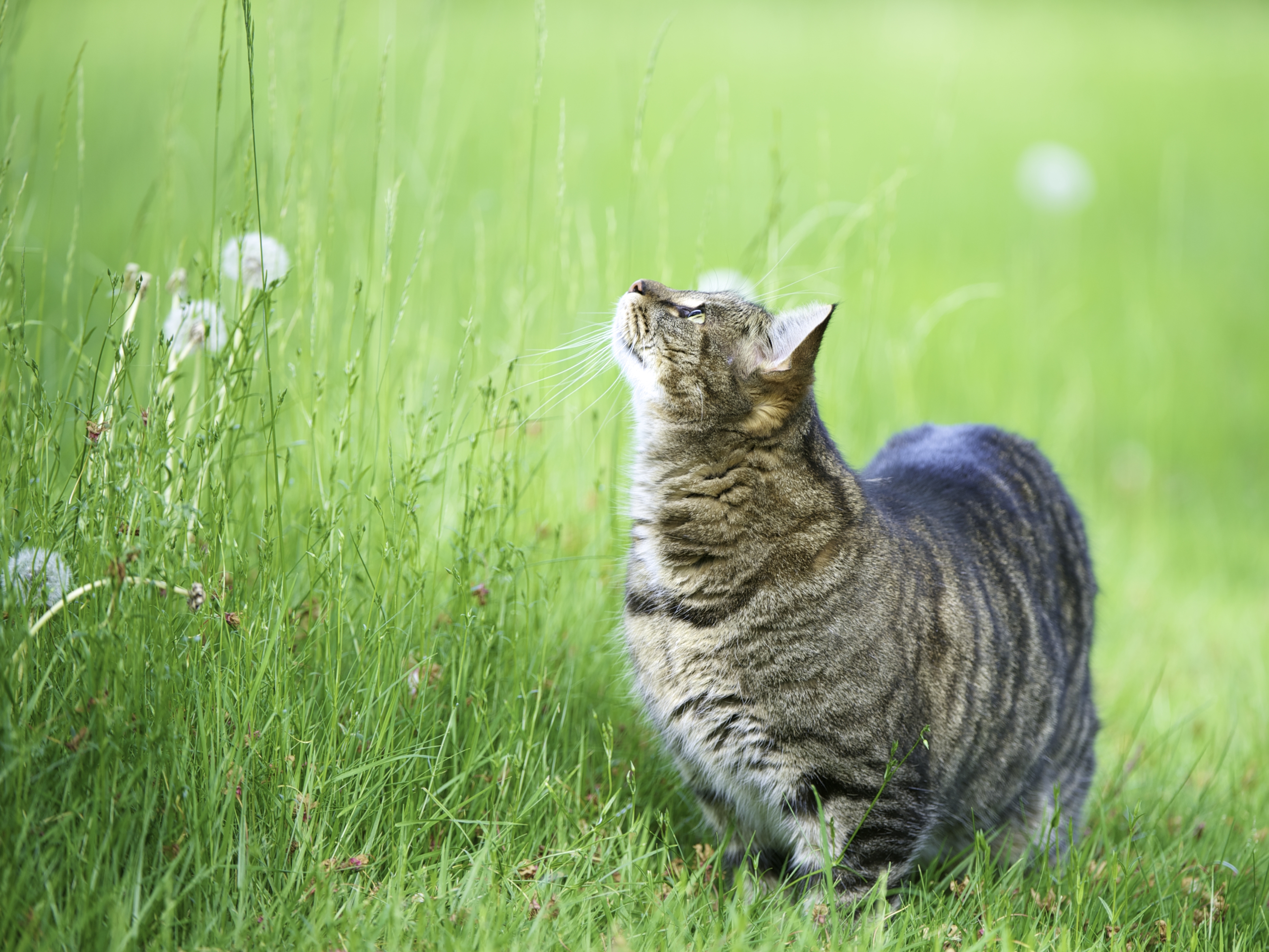 animals, grass, cat, stroll, fat, thick, watch, to watch, curiosity