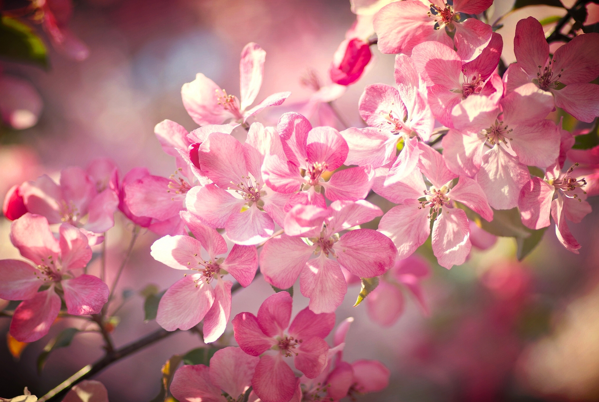 Download mobile wallpaper Nature, Flowers, Flower, Close Up, Branch, Earth, Spring, Bokeh, Blossom, Pink Flower for free.