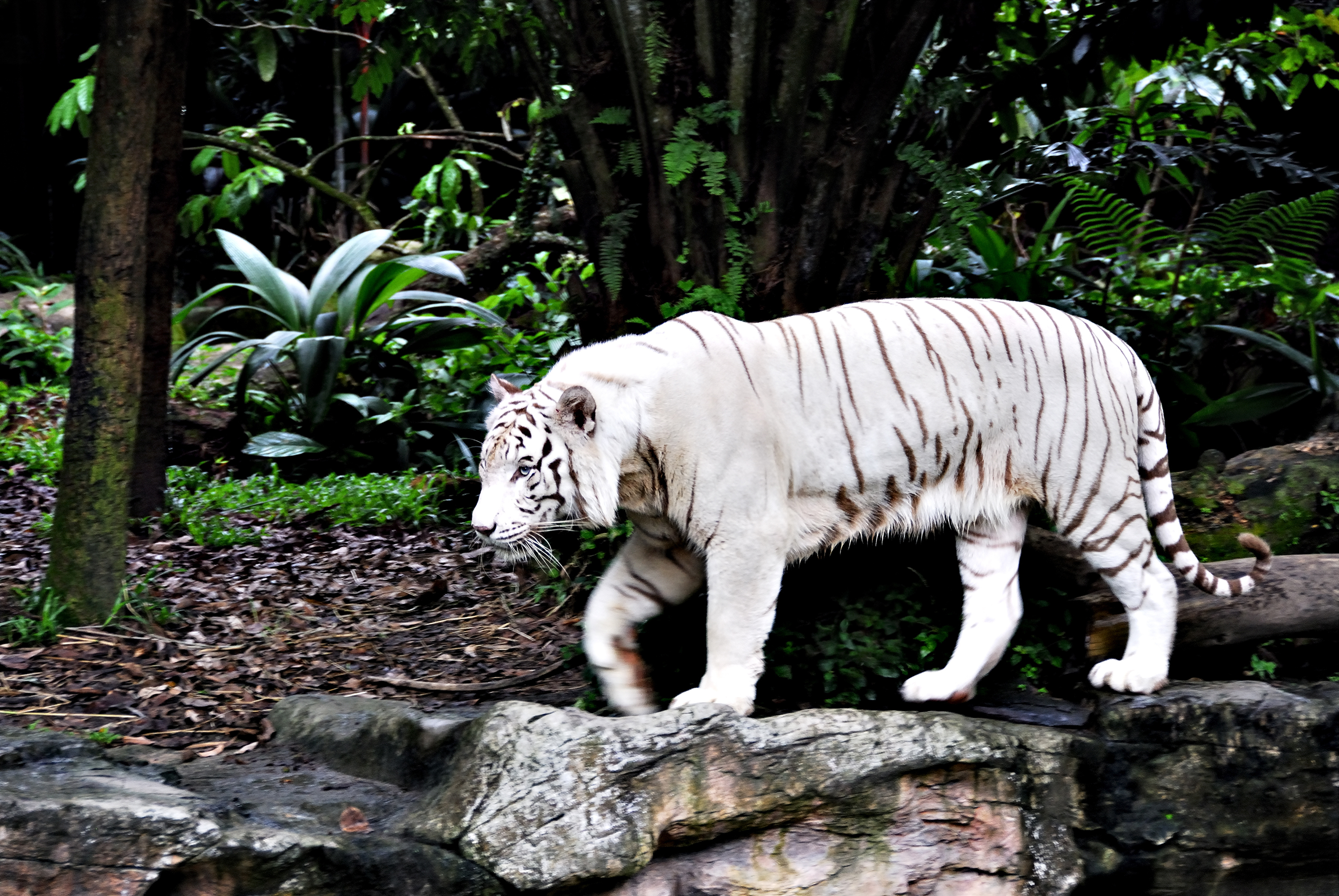 Téléchargez des papiers peints mobile Animaux, Chats, Tigre Blanc gratuitement.