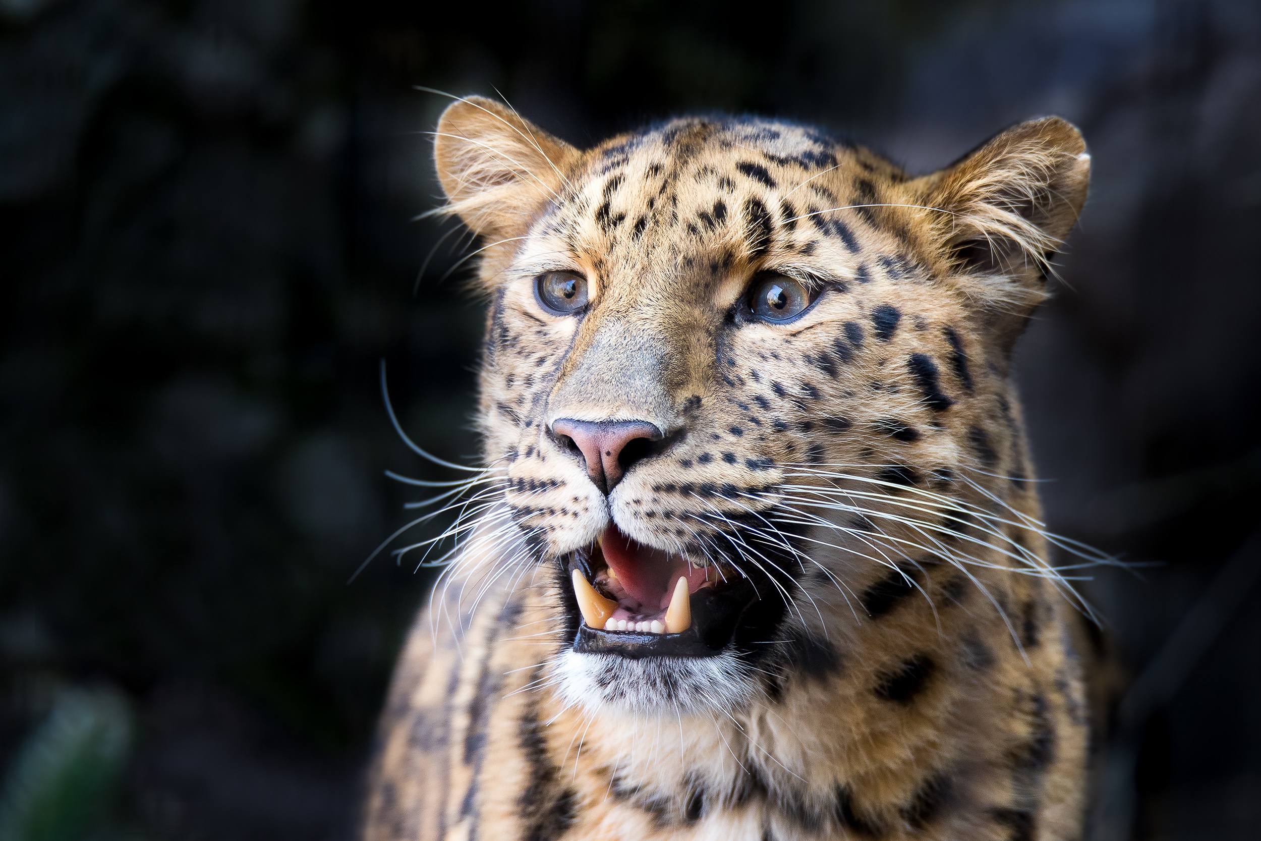 PCデスクトップに動物, ヒョウ, 猫画像を無料でダウンロード