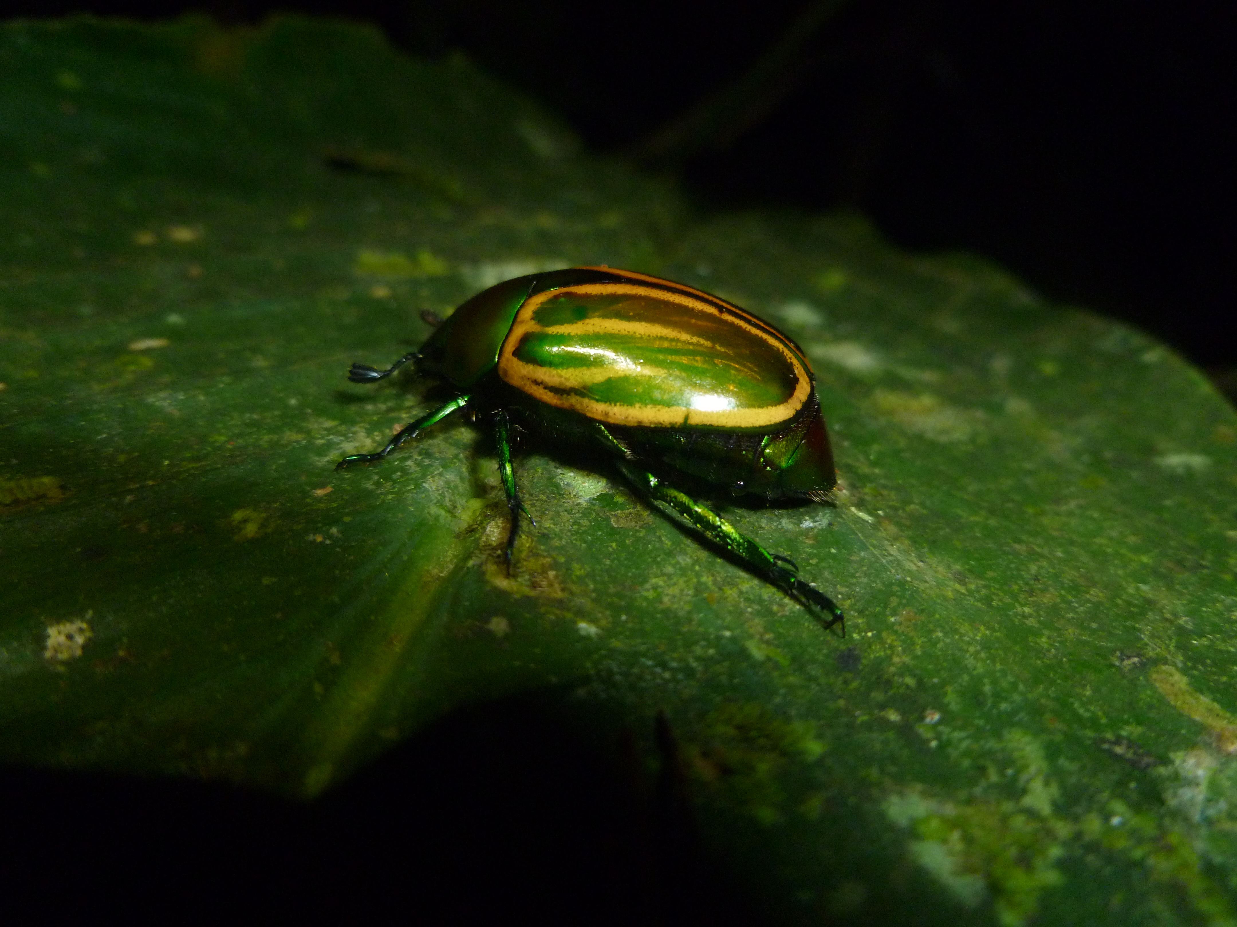 Téléchargez gratuitement l'image Animaux, Insecte sur le bureau de votre PC