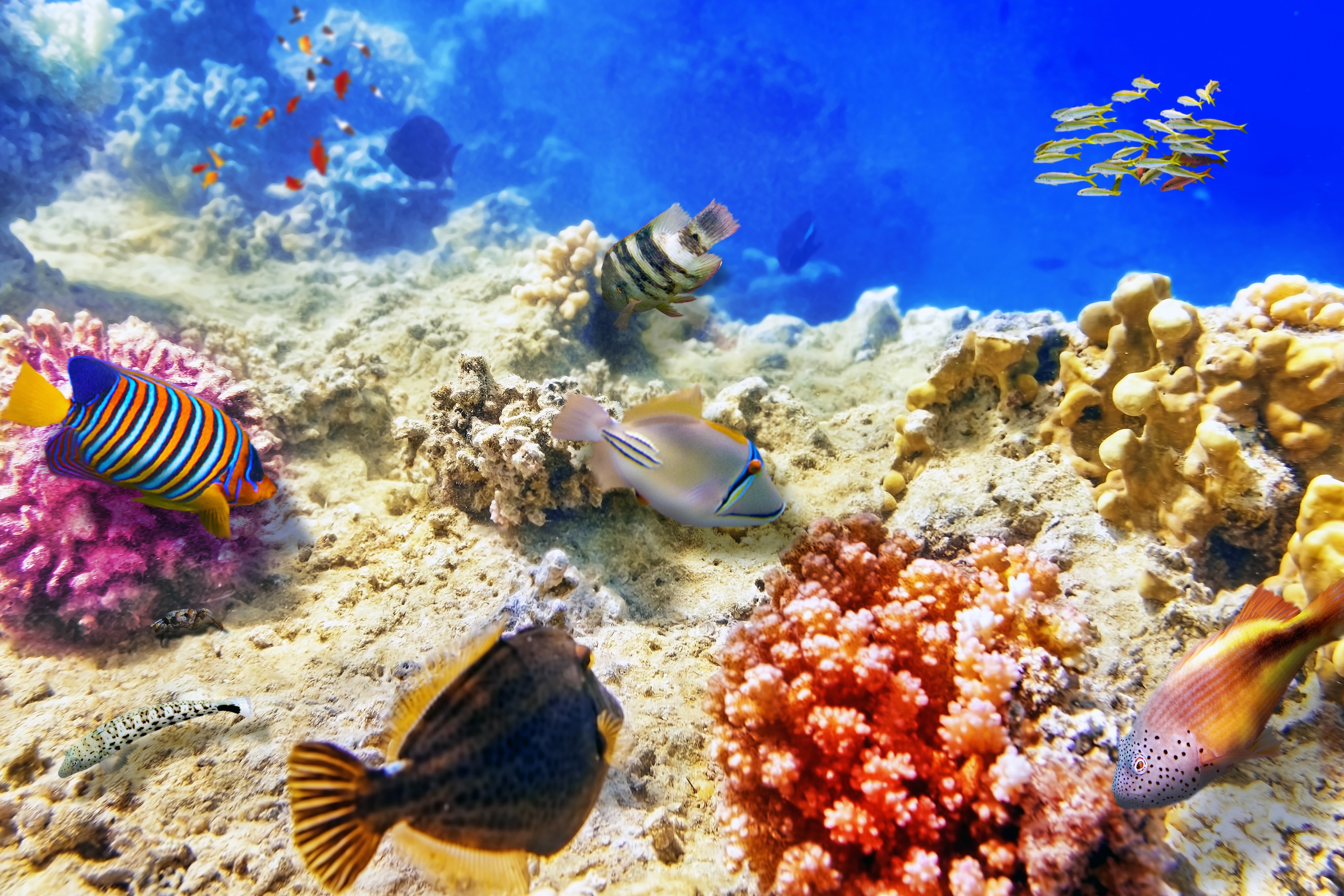 420852 descargar fondo de pantalla peces, animales, pez, coral, vida marina, tropico, submarina: protectores de pantalla e imágenes gratis