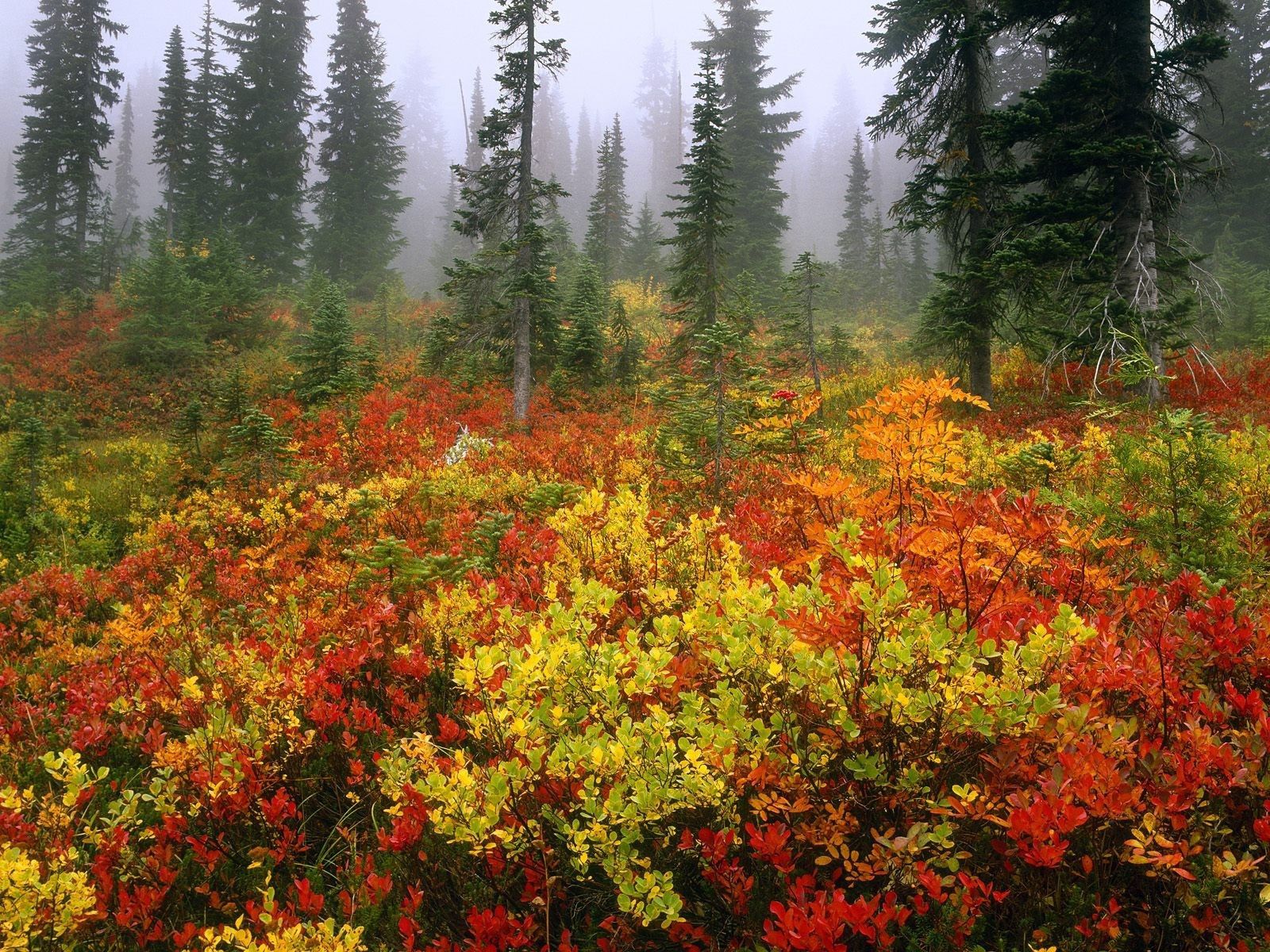 Скачать обои бесплатно Деревья, Природа, Лес, Осень картинка на рабочий стол ПК