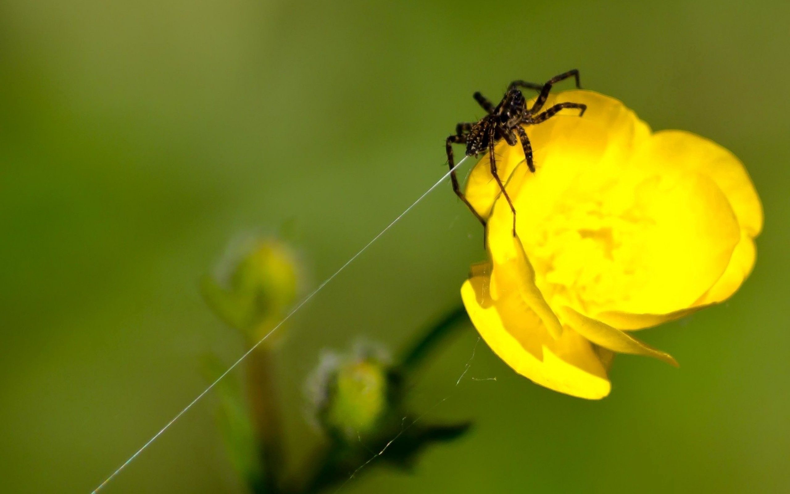 PCデスクトップにウェブ, 花, 大きい, マクロ, クモ, 蜘蛛画像を無料でダウンロード
