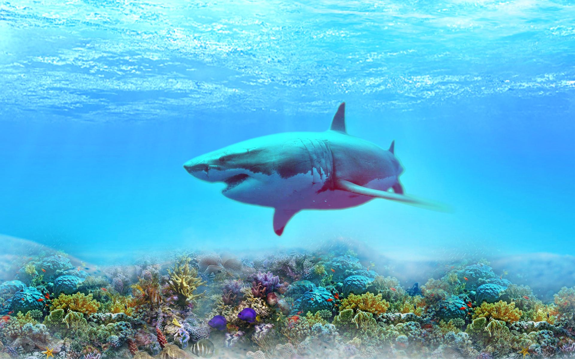 Free download wallpaper Sharks, Animal, Shark on your PC desktop