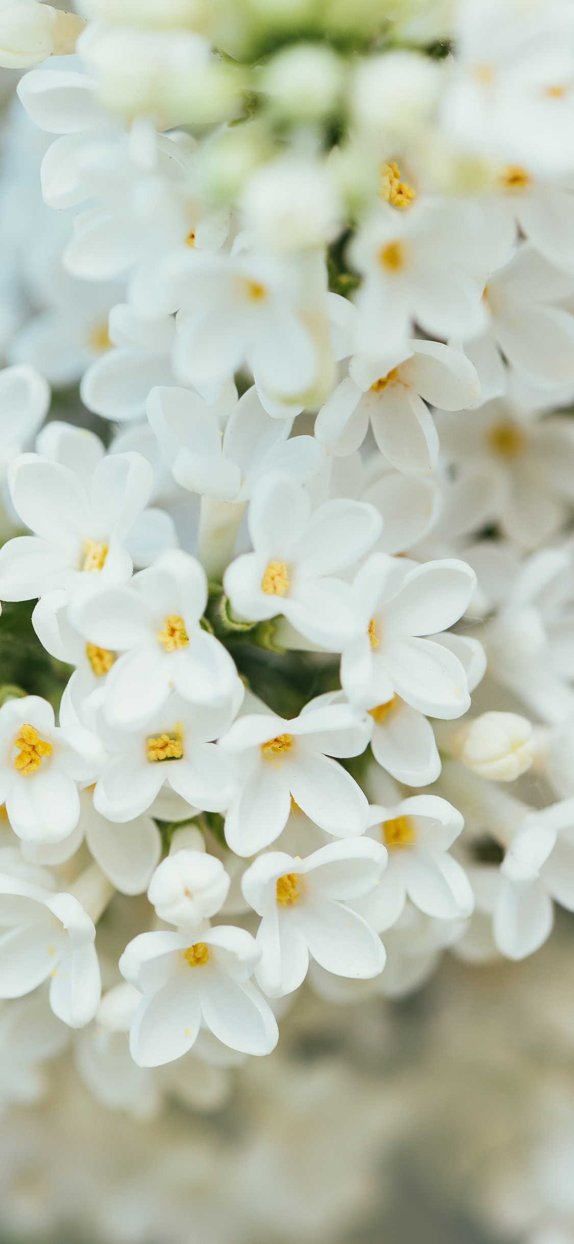 Descarga gratuita de fondo de pantalla para móvil de Naturaleza, Flores, Flor, Flor Blanca, Tierra/naturaleza.