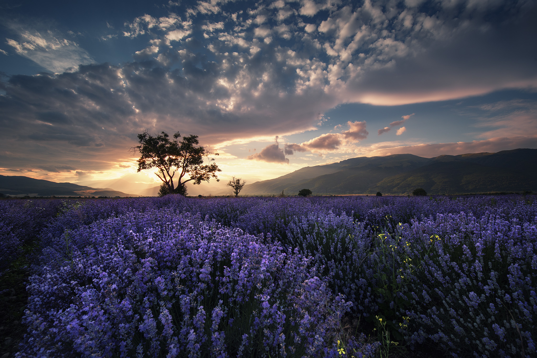Laden Sie das Landschaft, Natur, Blumen, Blume, Wolke, Lavendel, Himmel, Lila Blume, Erde/natur-Bild kostenlos auf Ihren PC-Desktop herunter