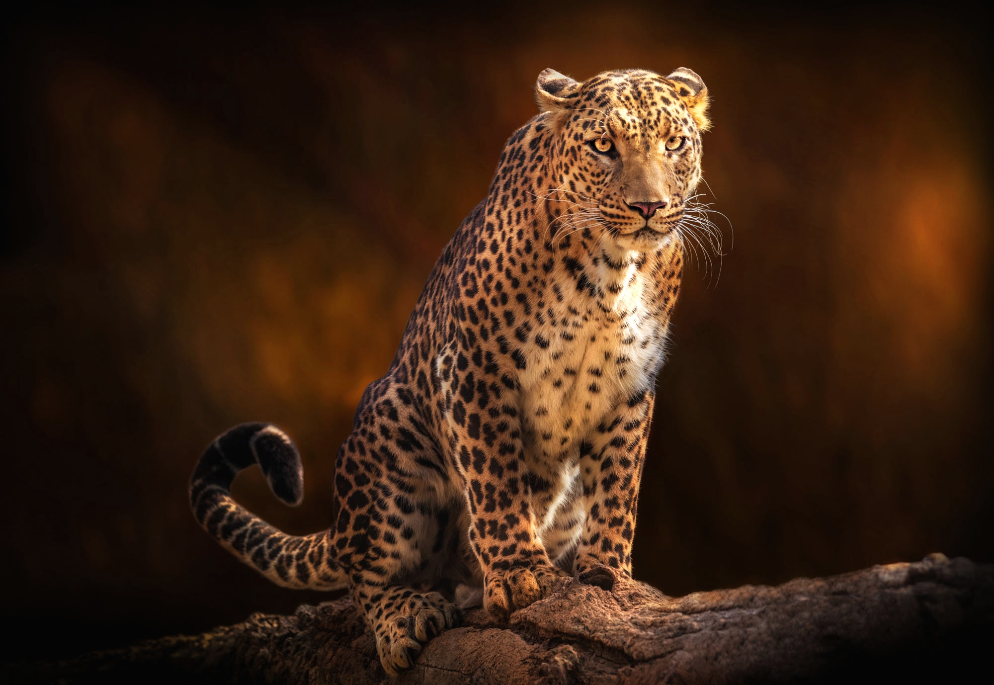 Download mobile wallpaper Cats, Leopard, Animal for free.