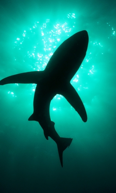 Download mobile wallpaper Sharks, Animal, Shark for free.