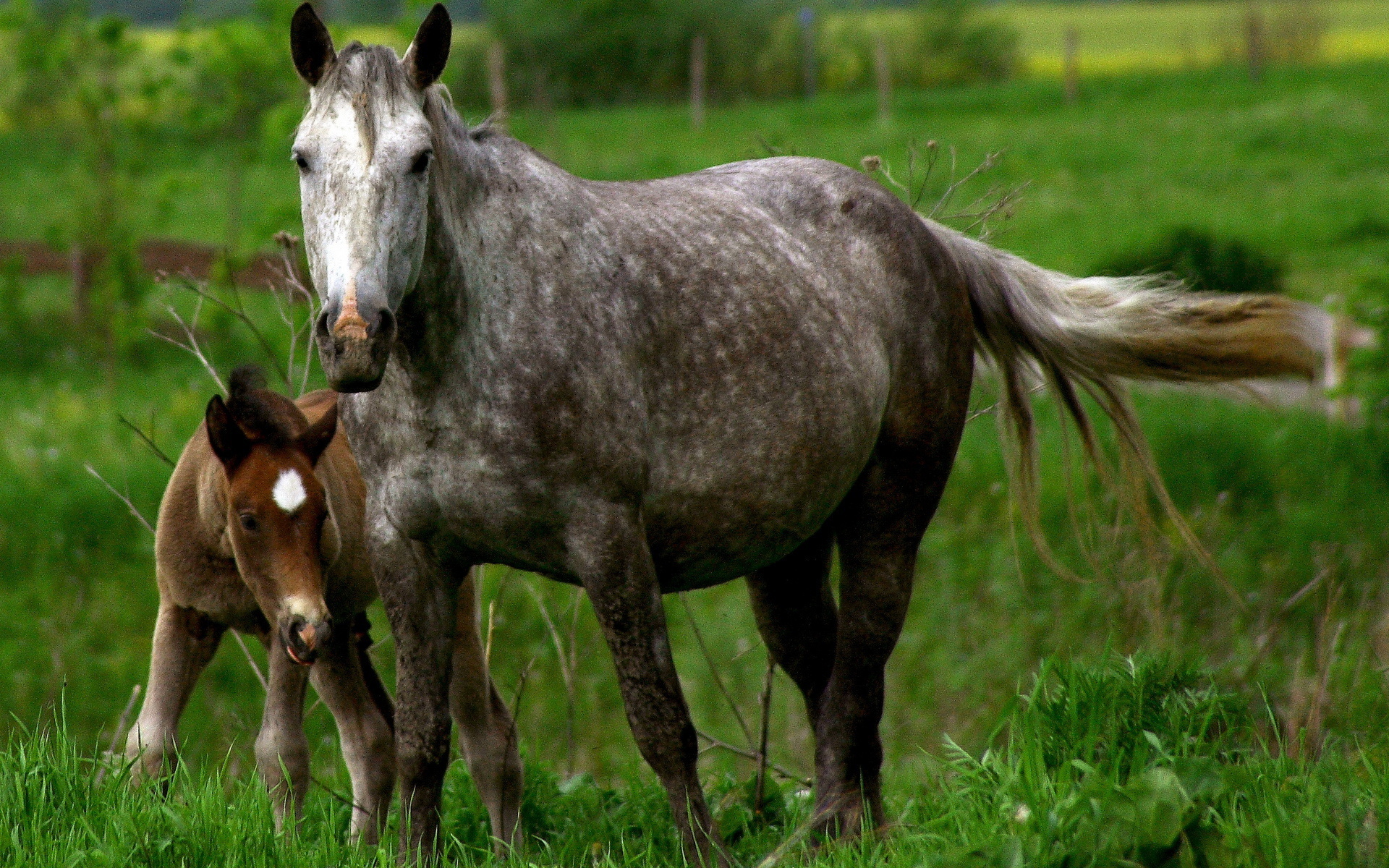 Laden Sie das Tiere, Hauspferd-Bild kostenlos auf Ihren PC-Desktop herunter