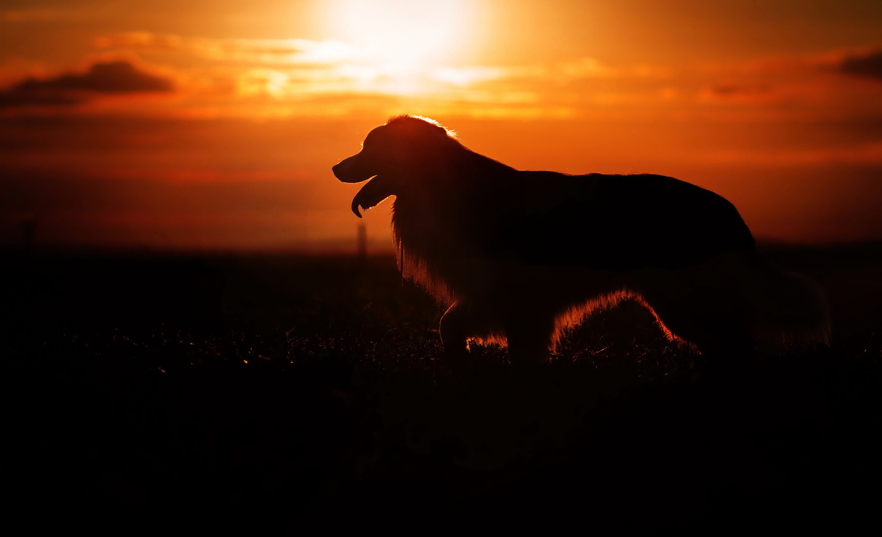 Download mobile wallpaper Dogs, Sunset, Silhouette, Dog, Animal for free.
