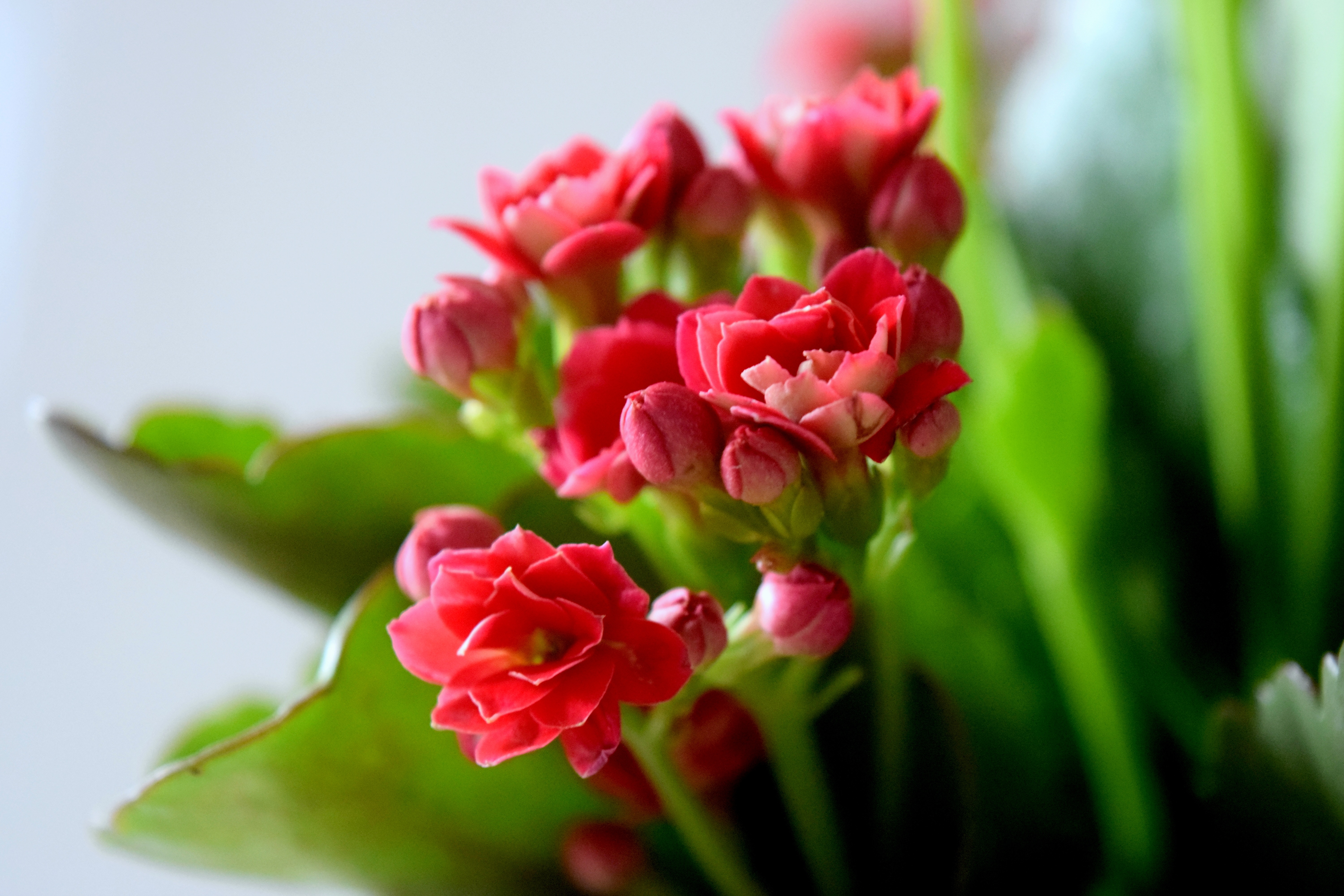 Laden Sie das Glatt, Blume, Knospen, Blütenblätter, Unschärfe, Blumen-Bild kostenlos auf Ihren PC-Desktop herunter
