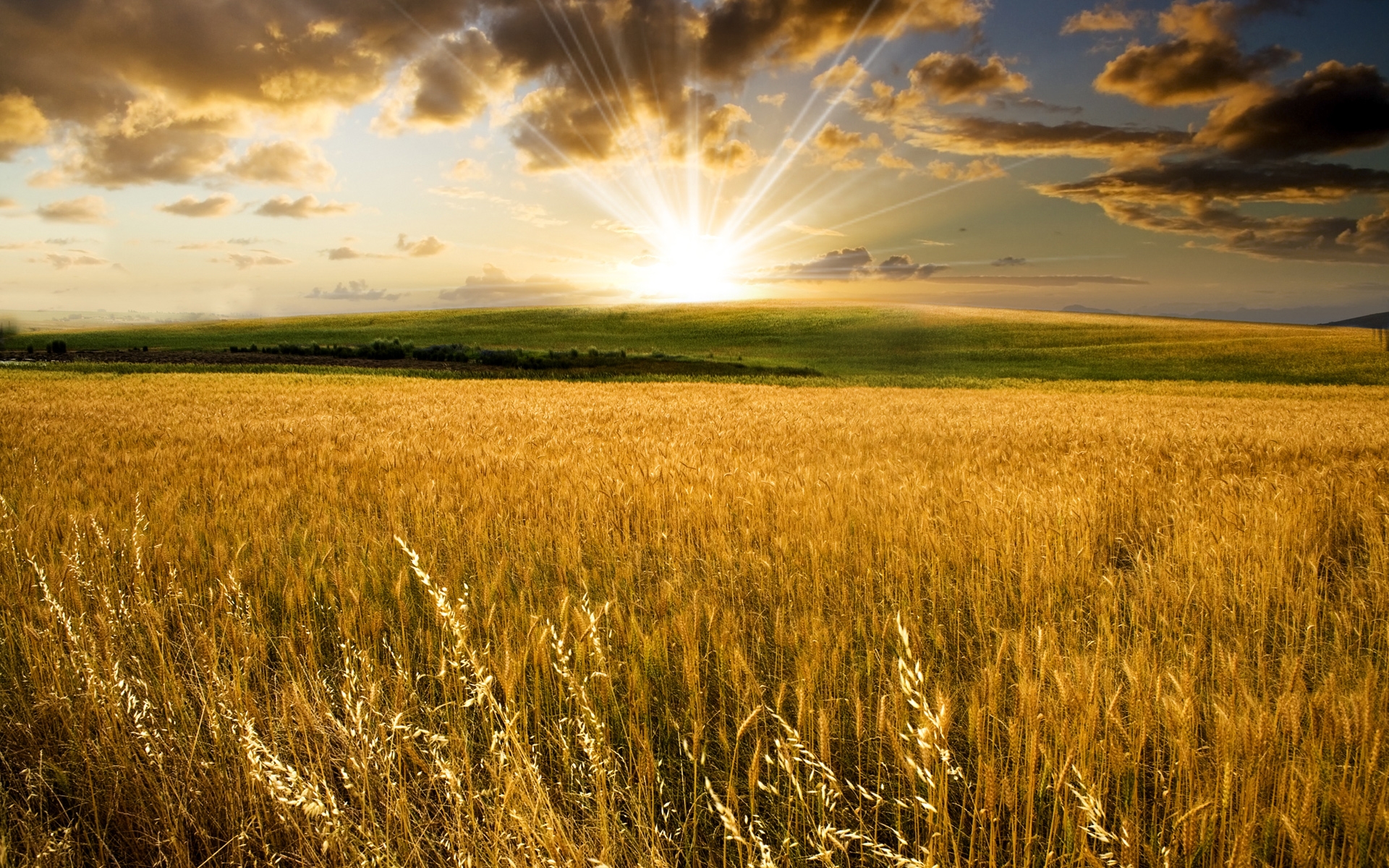 Laden Sie das Weizen, Sonnenaufgang, Feld, Sonne, Sonnenstrahl, Erde/natur-Bild kostenlos auf Ihren PC-Desktop herunter