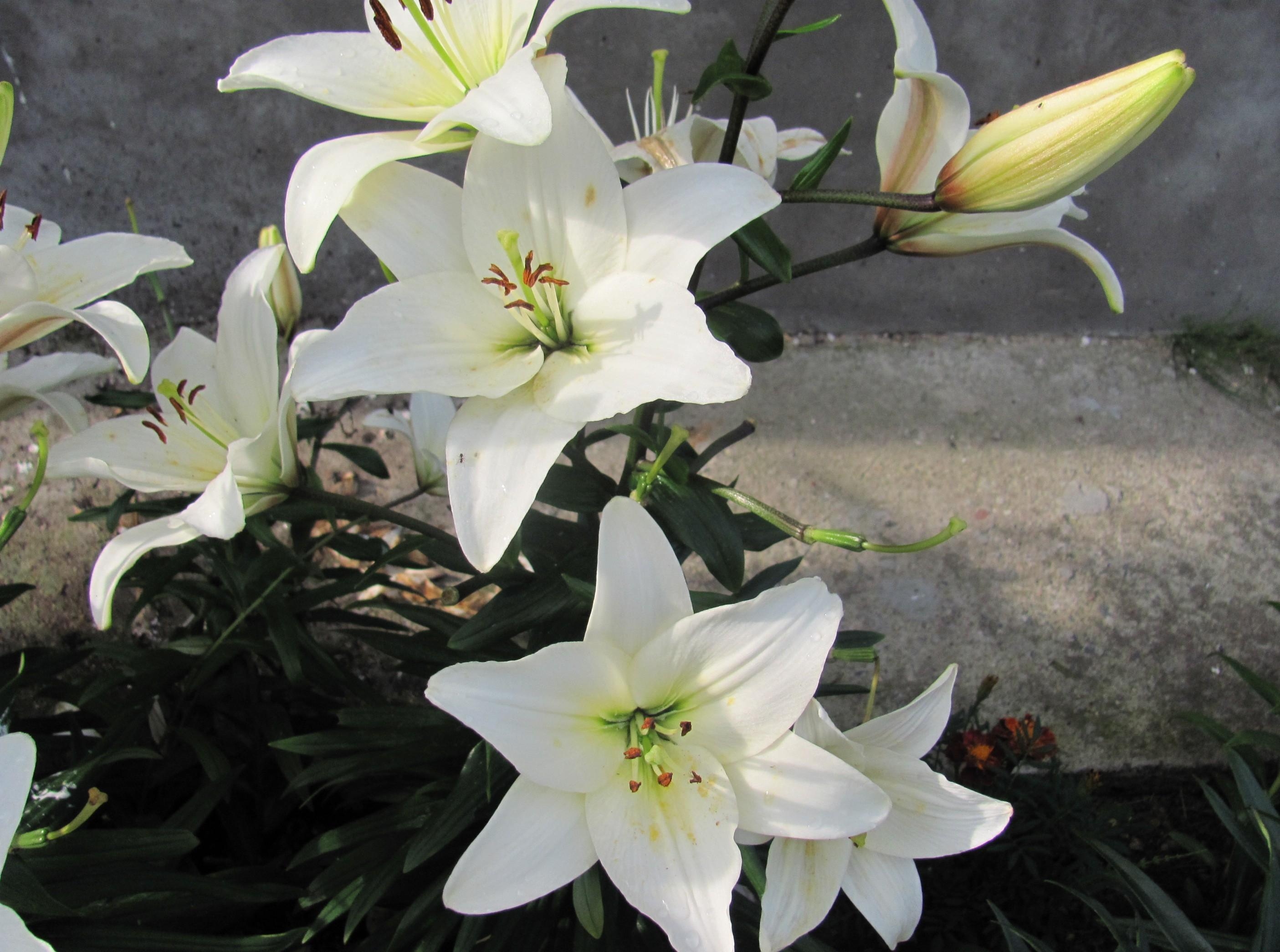 lilies, snow white, flowers, white, bud, greens, flower bed, flowerbed HD wallpaper