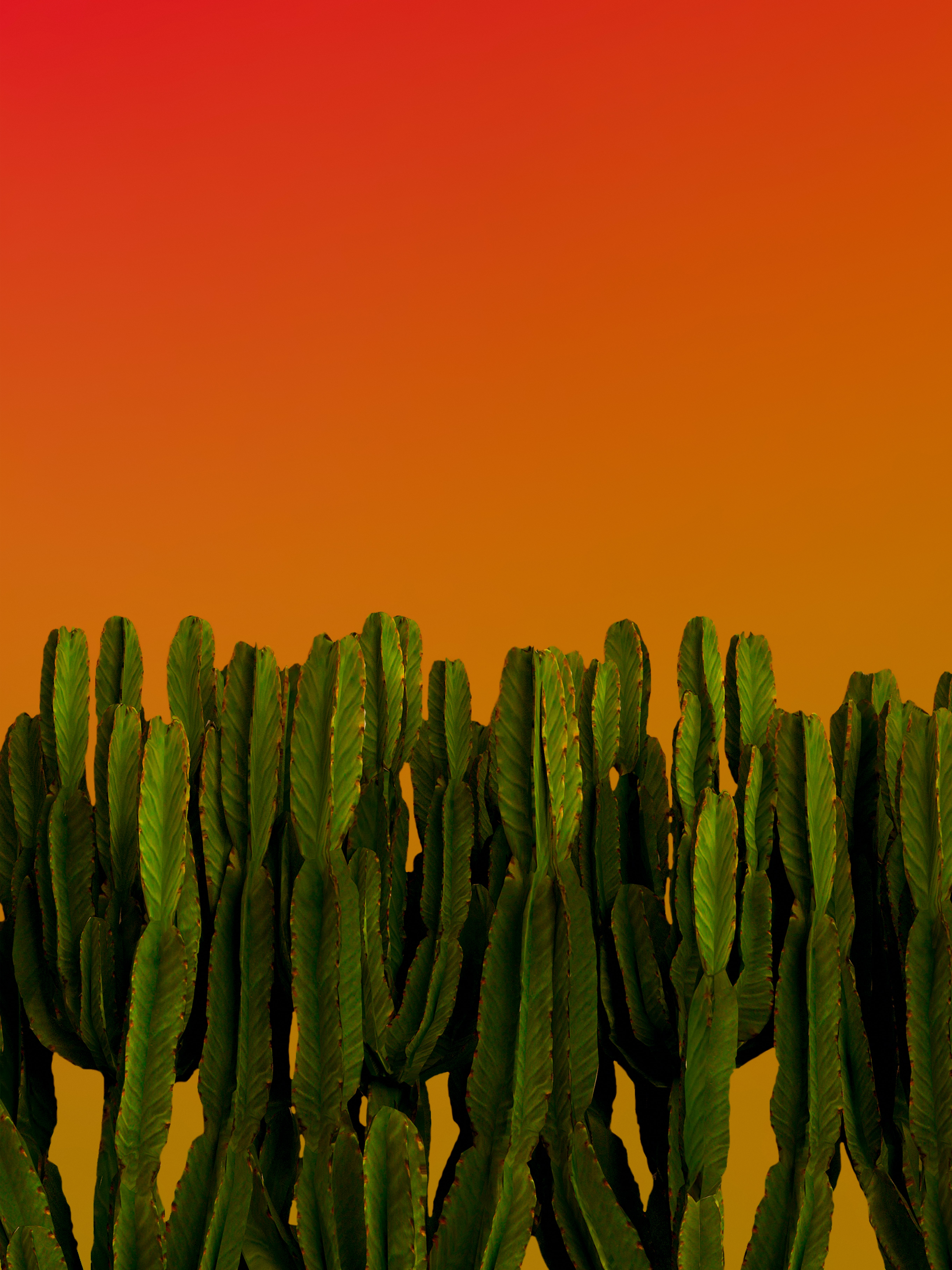 miscellaneous, plants, green, cactuses, miscellanea