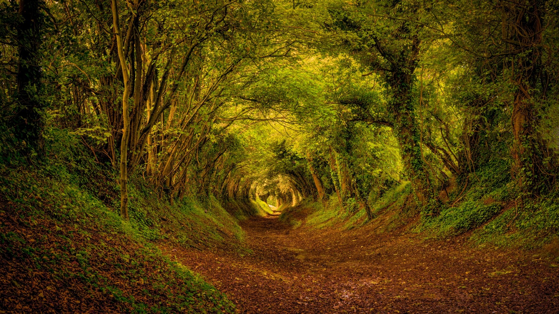 Free download wallpaper Forest, Earth, Path on your PC desktop