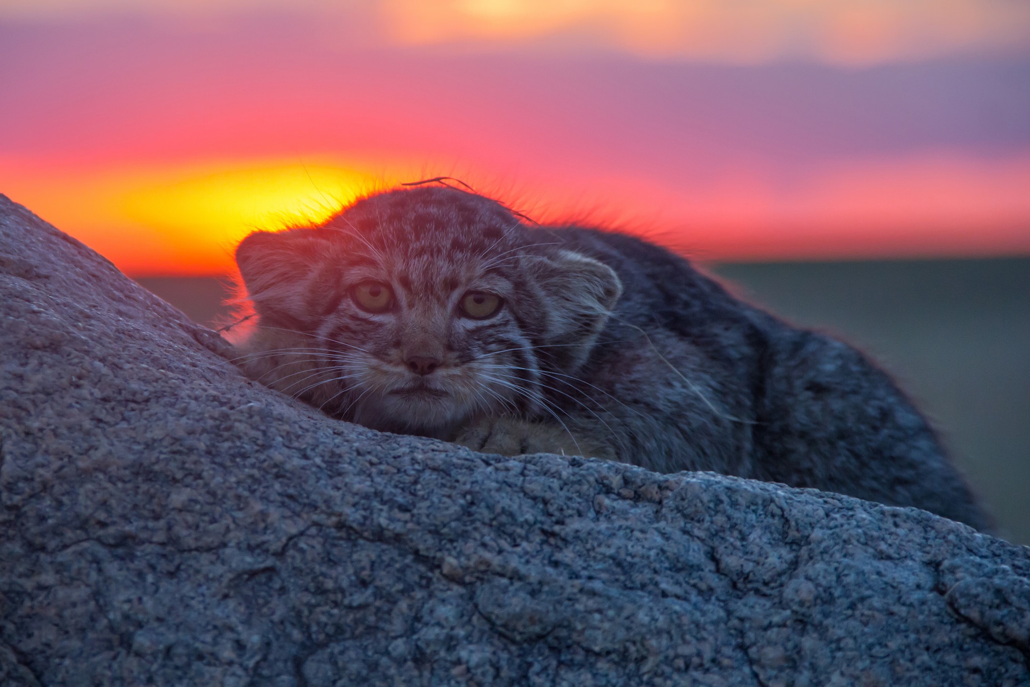 pallas's cat, animal, depth of field, sunset, cats