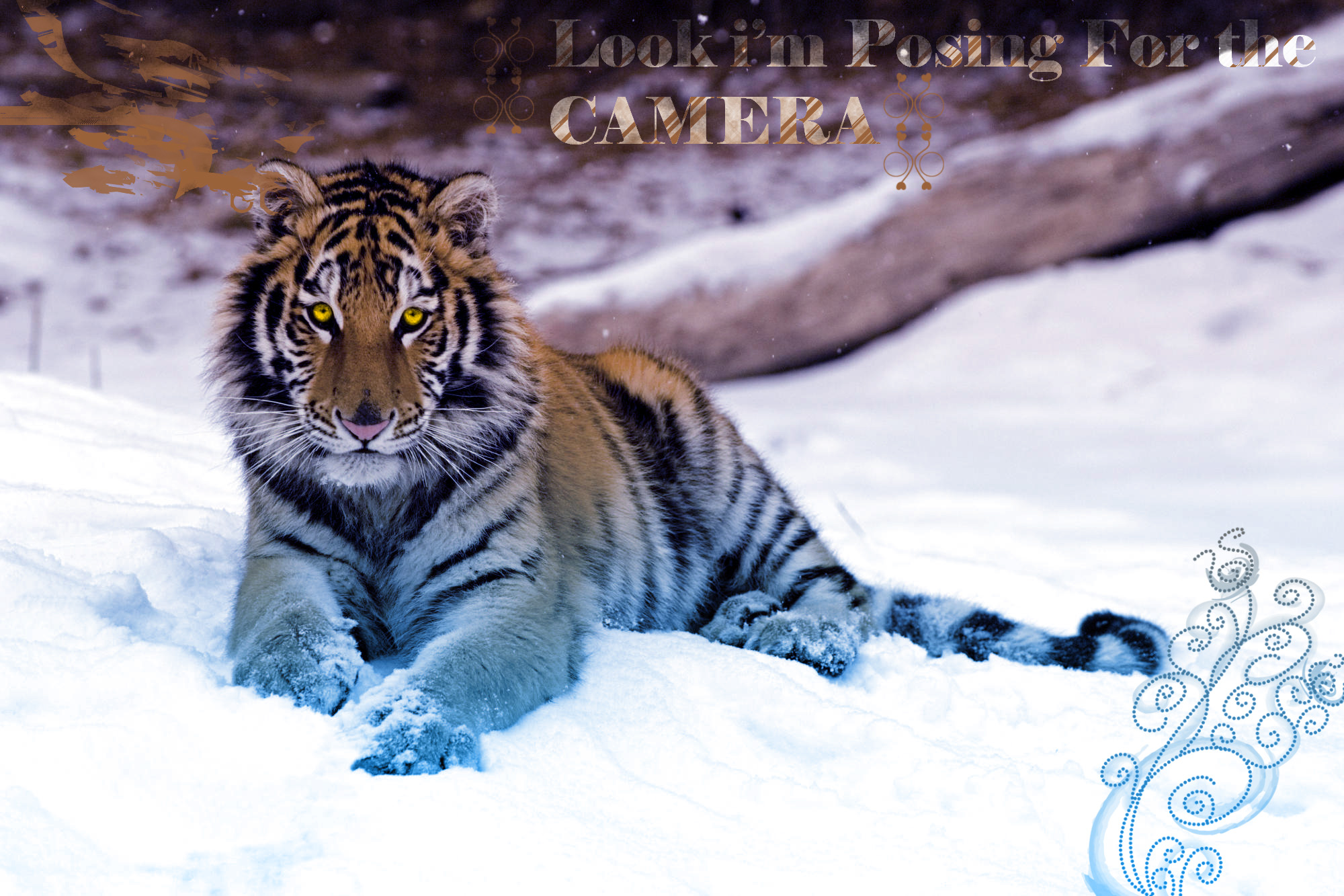 Download mobile wallpaper Snow, Cats, Nature, Animal, Tiger for free.