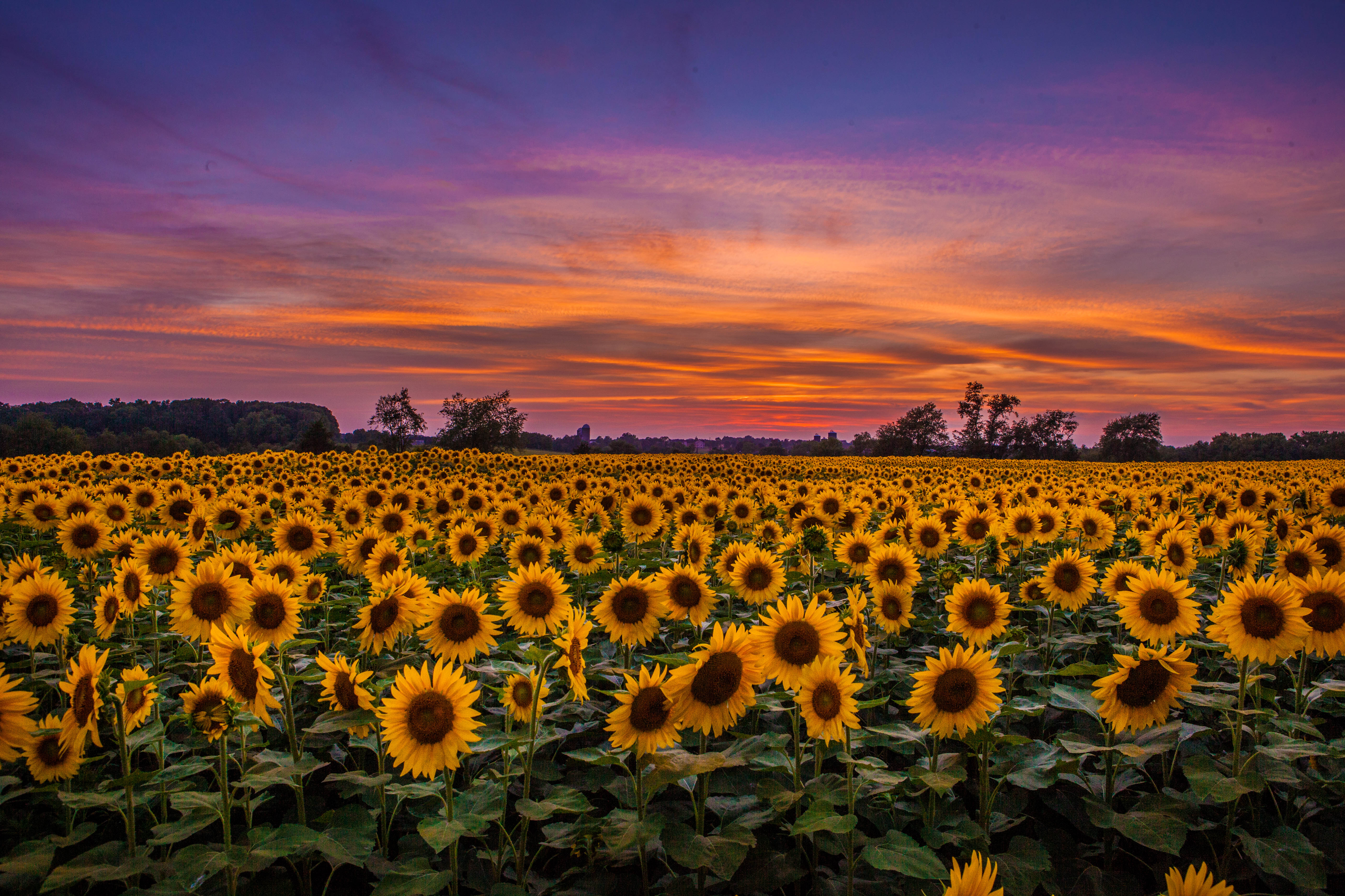 sunset, sunflowers, nature, sky, clouds, field