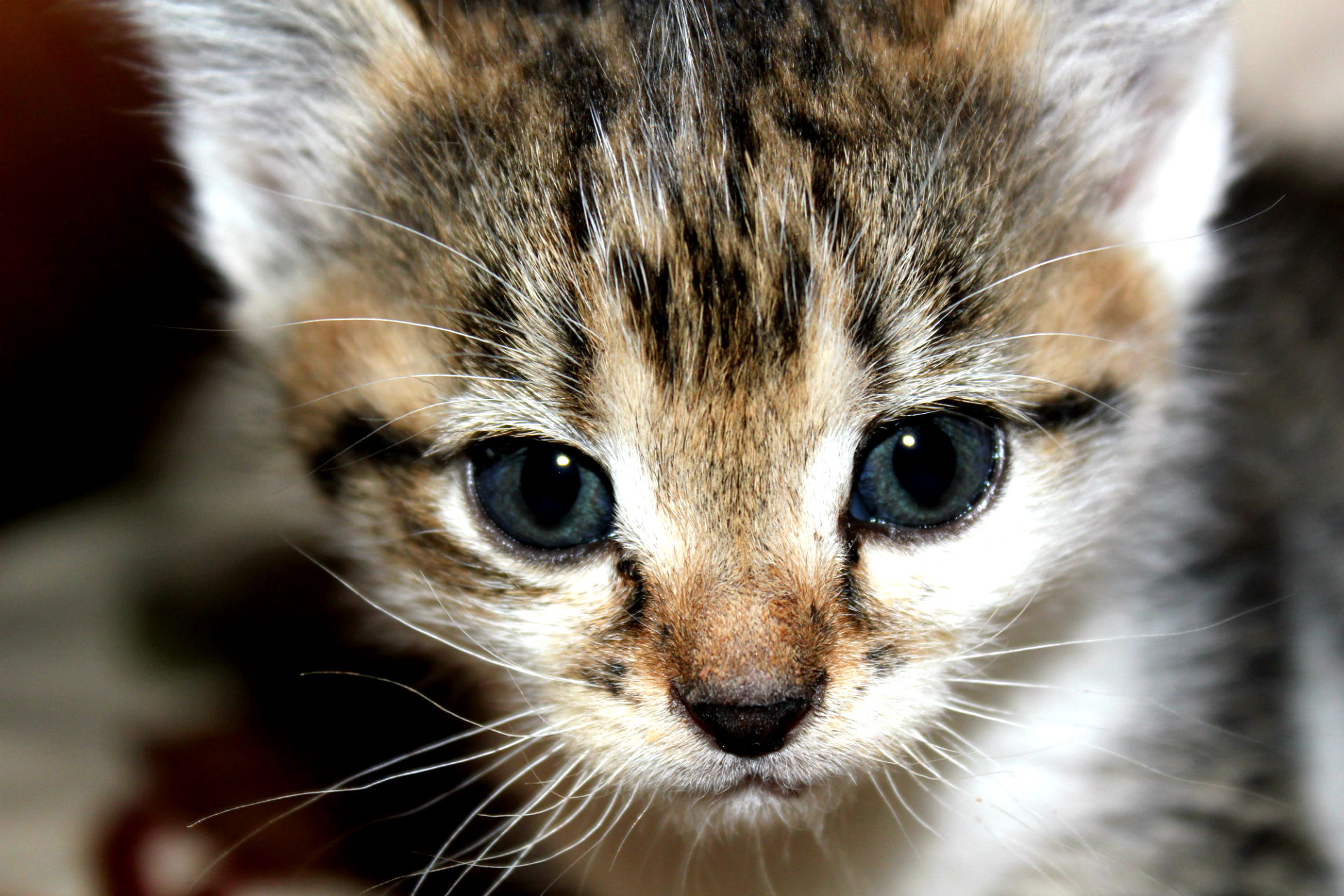 Baixe gratuitamente a imagem Animais, Gatos, Gato na área de trabalho do seu PC