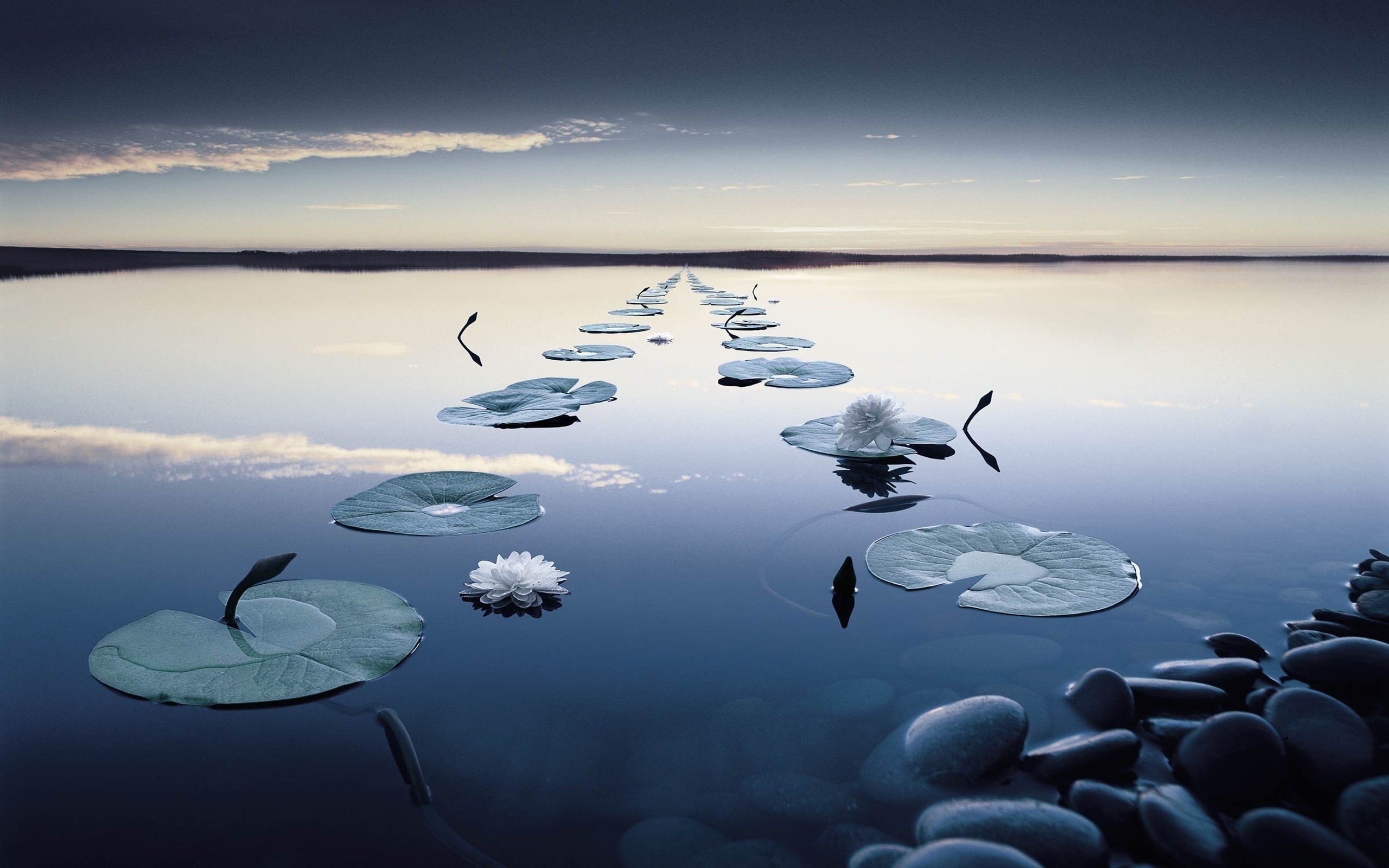 blue, lilies, landscape, water, lakes Free Stock Photo