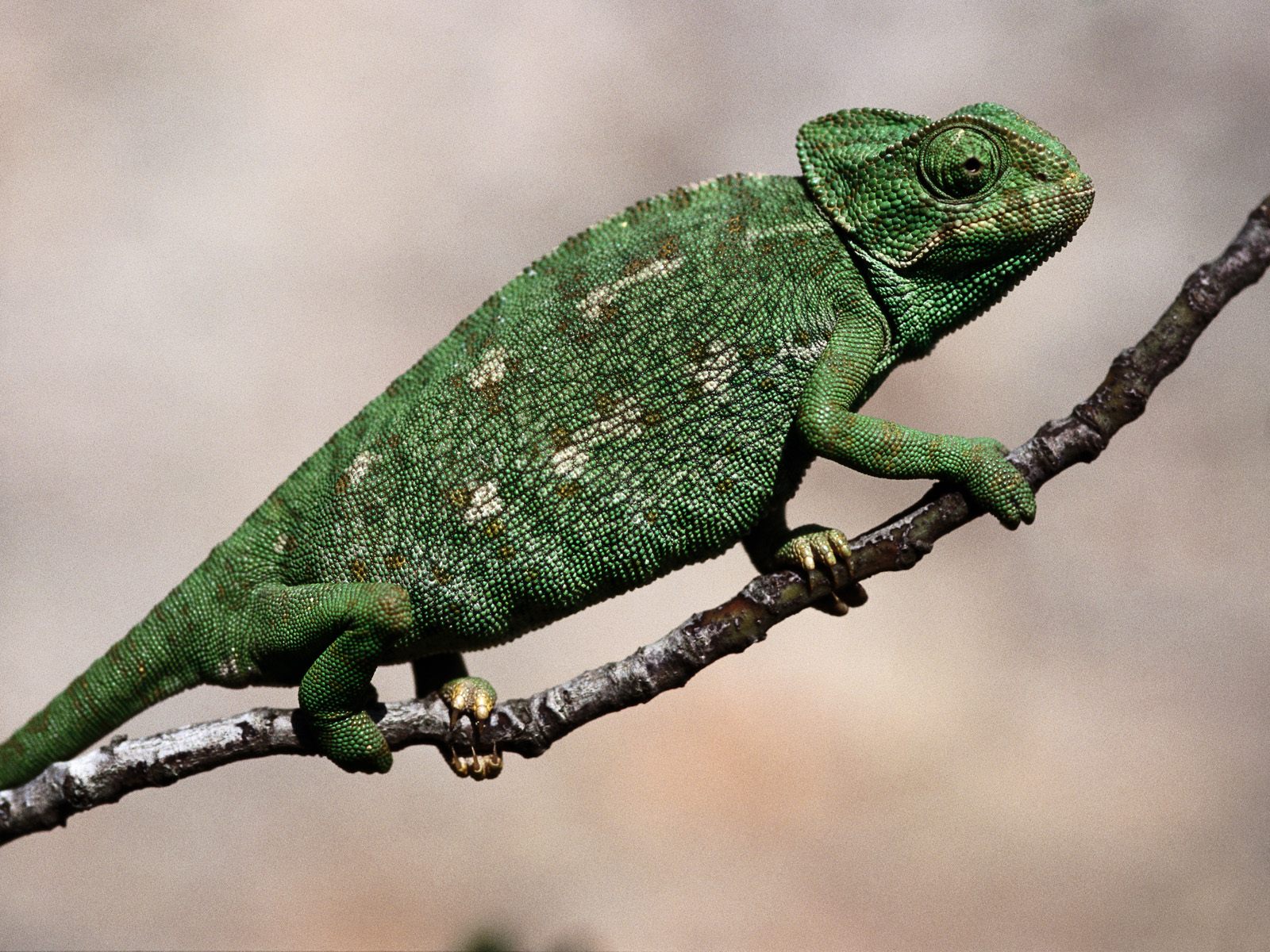 521533 descargar imagen animales, camaleón, reptil, reptiles: fondos de pantalla y protectores de pantalla gratis