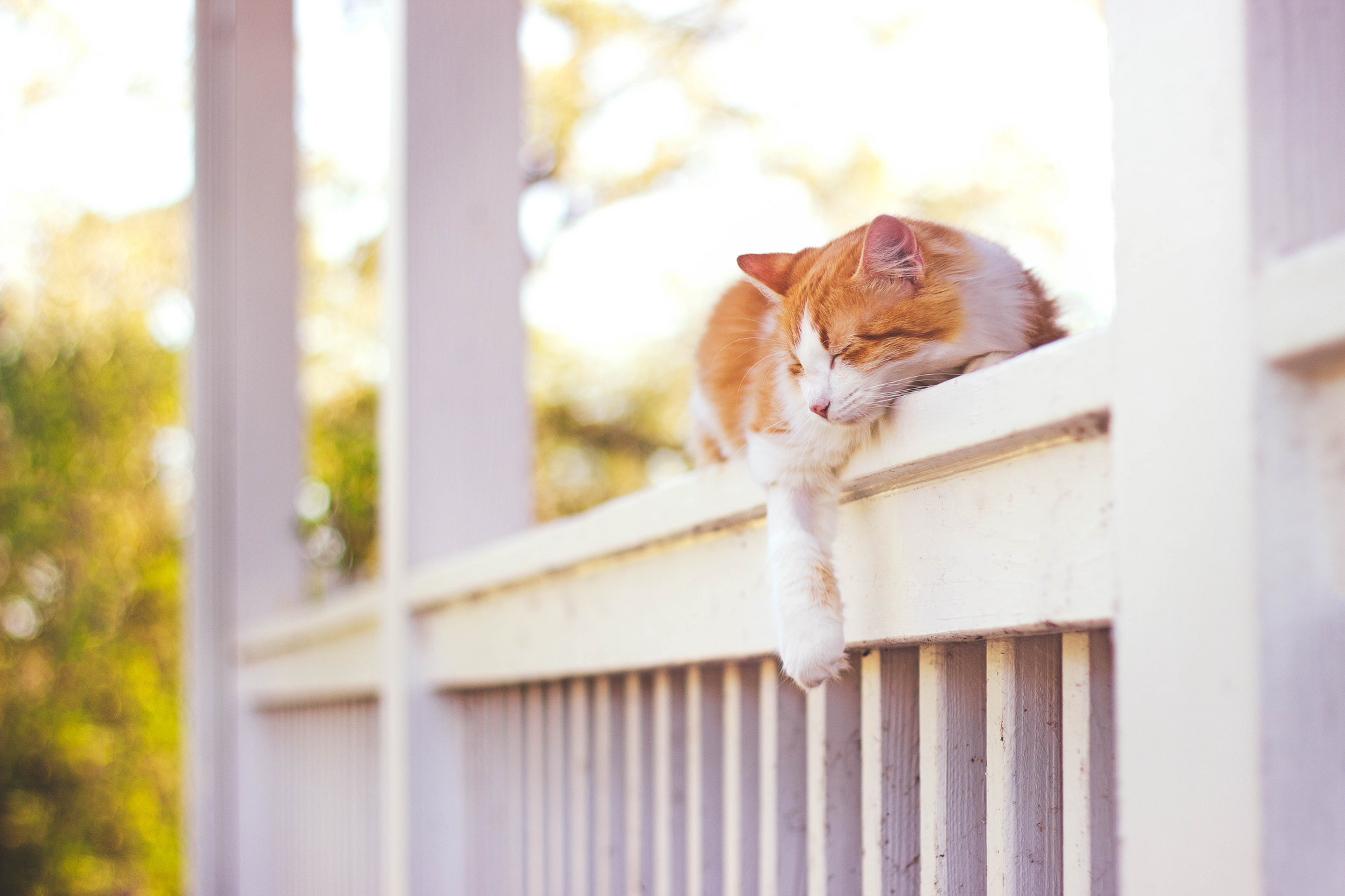 Free download wallpaper Cats, Cat, Animal, Bokeh, Sleeping, Sunny on your PC desktop