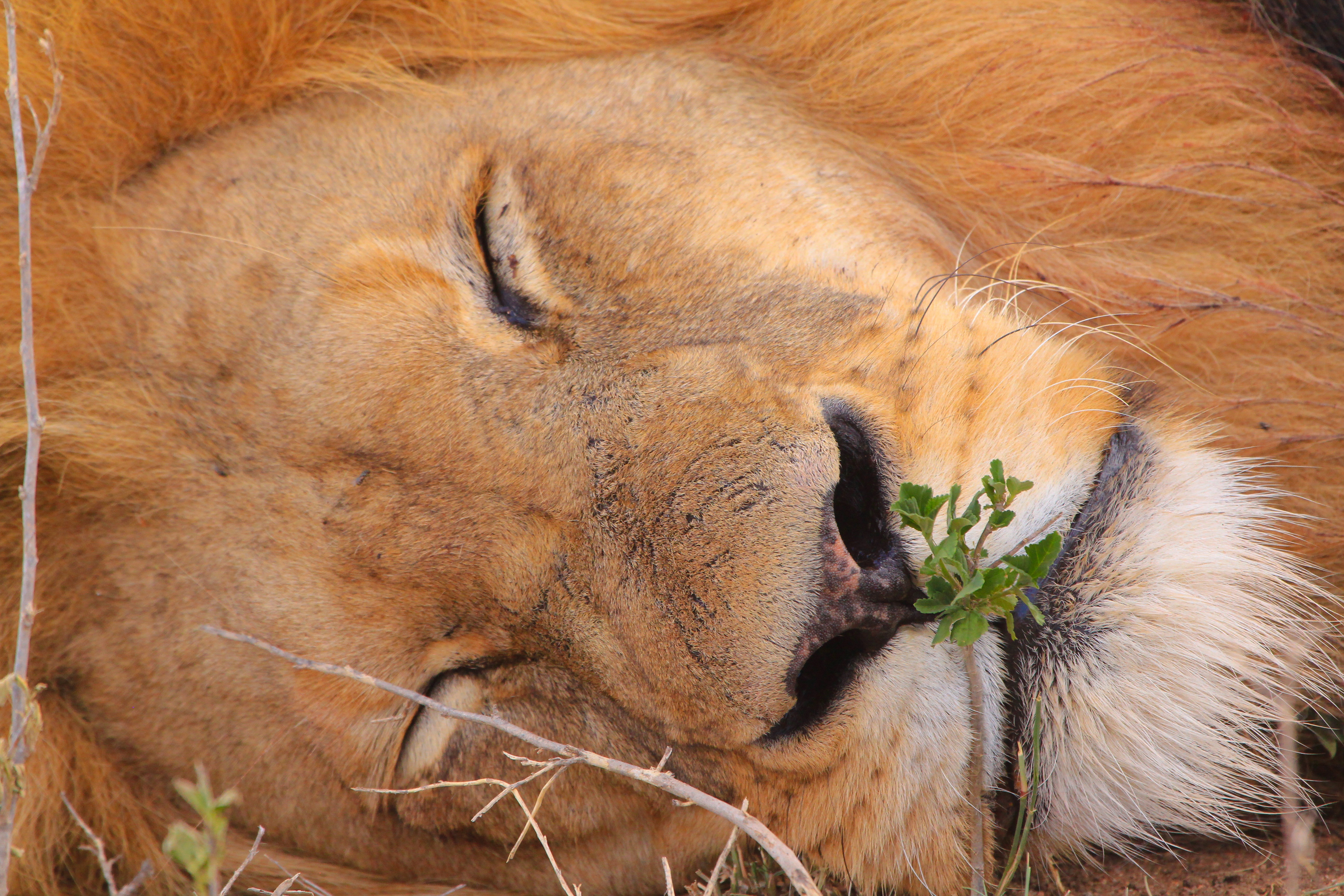PCデスクトップに動物, ライオン, 猫, 銃口, 睡眠画像を無料でダウンロード