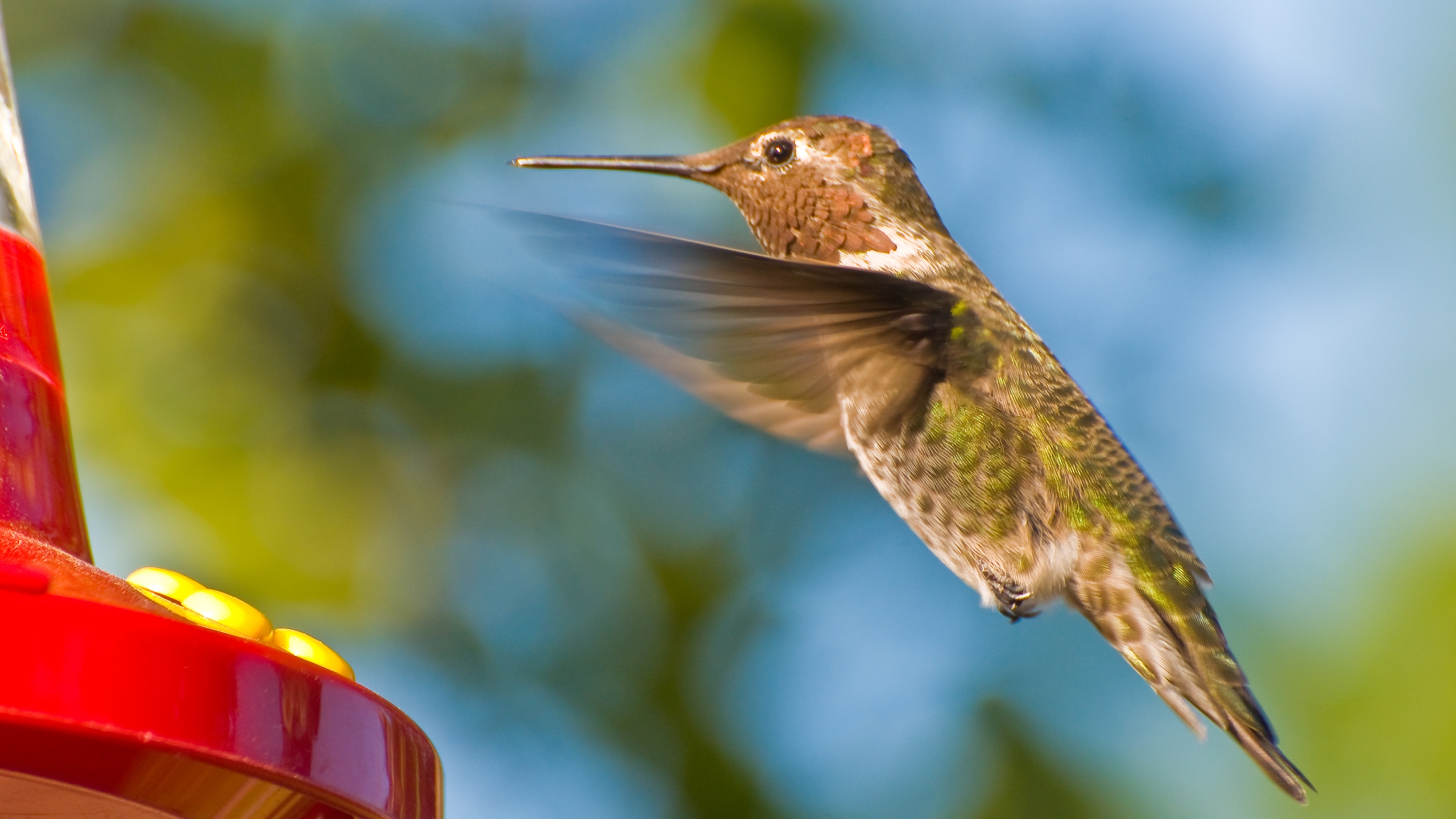 Download mobile wallpaper Hummingbird, Birds, Animal for free.