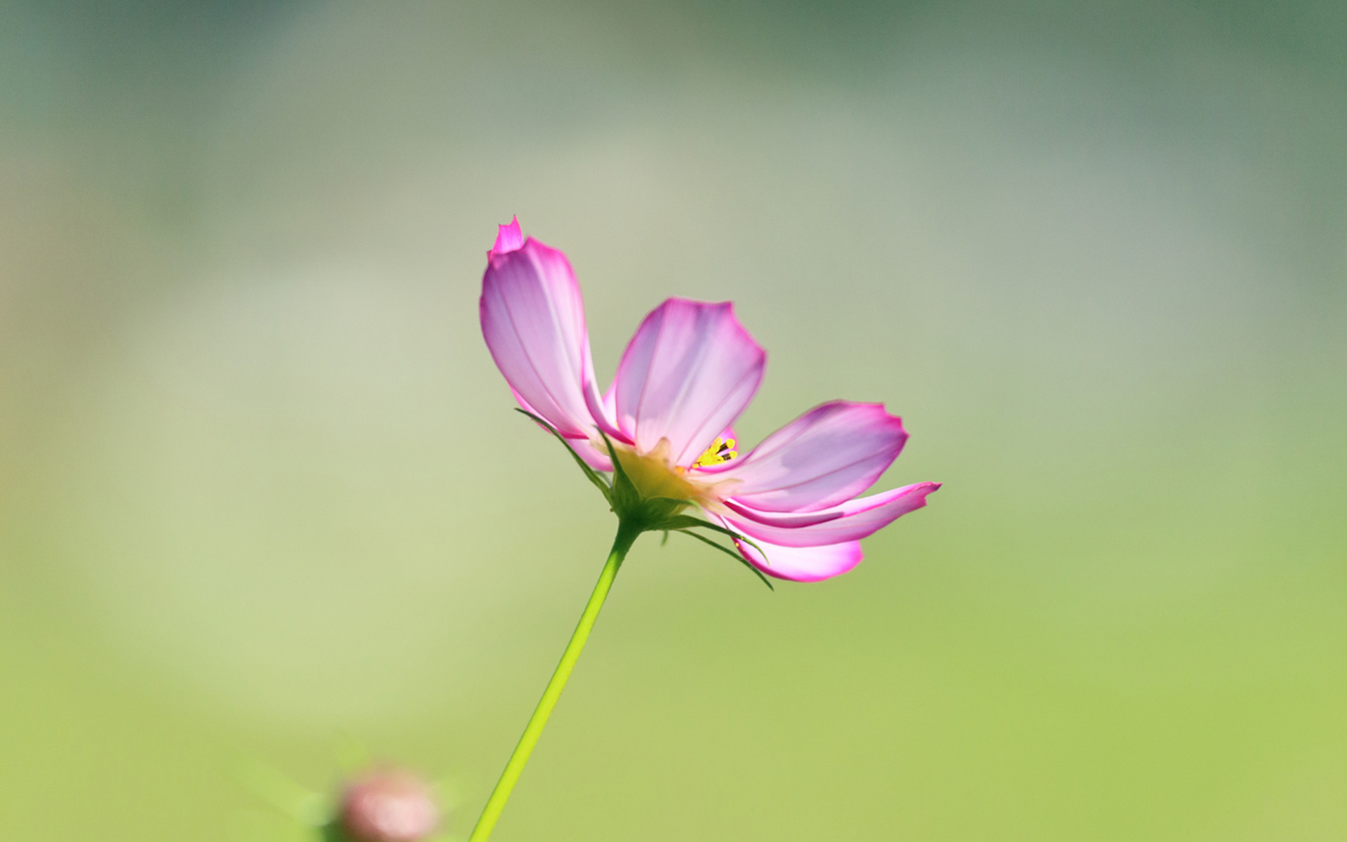 Download mobile wallpaper Close Up, Flowers, Flower, Earth for free.