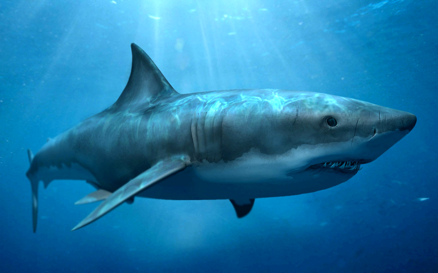 245515 télécharger l'image animaux, requin, les requins - fonds d'écran et économiseurs d'écran gratuits