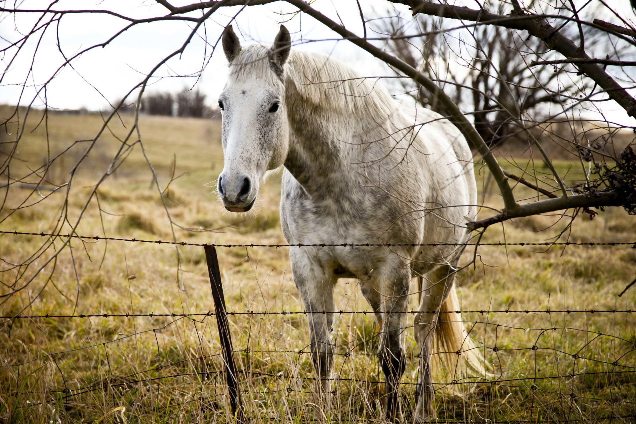 Handy-Wallpaper Tiere, Hauspferd kostenlos herunterladen.