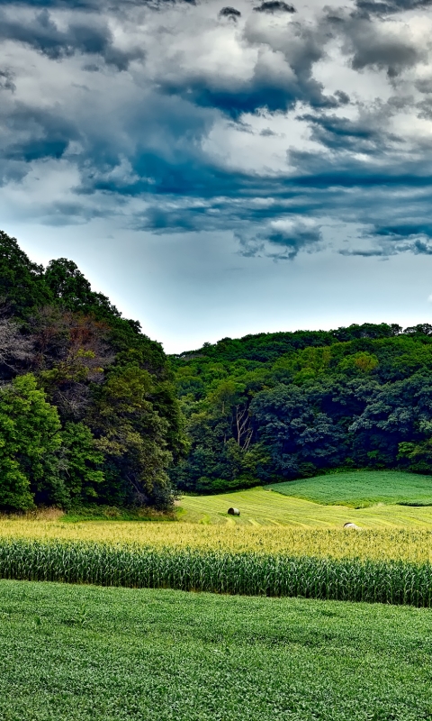 Download mobile wallpaper Nature, Summer, Earth, Field, Cloud for free.