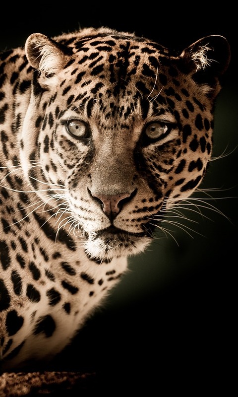 Handy-Wallpaper Tiere, Katzen, Leopard, Porträt kostenlos herunterladen.