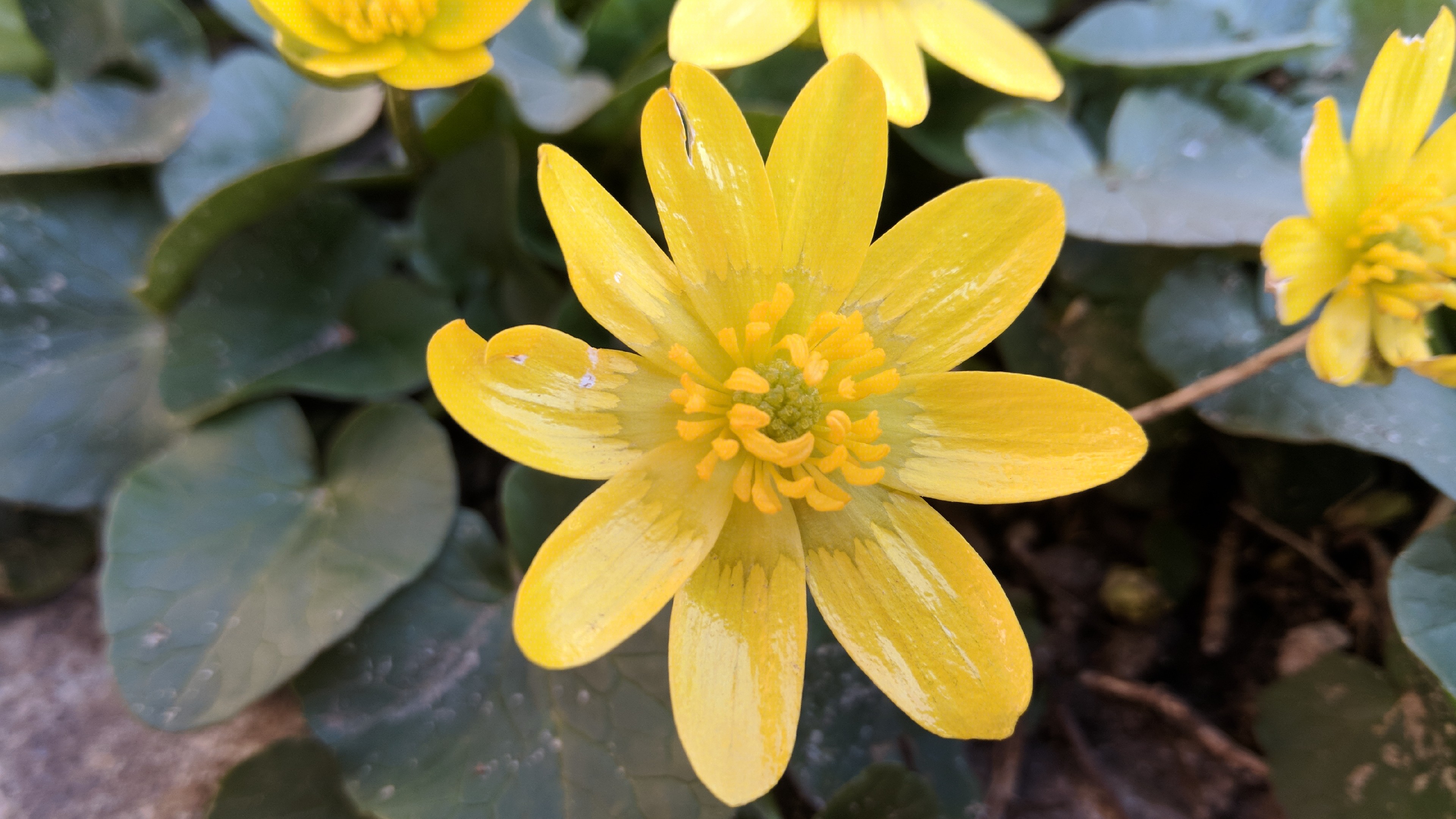 Descarga gratis la imagen Flores, Flor, Flor Amarilla, Tierra/naturaleza en el escritorio de tu PC