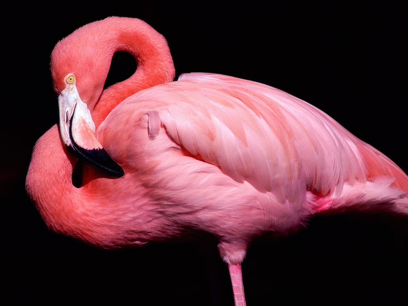 Скачать картинку Фламинго, Животные, Птицы в телефон бесплатно.