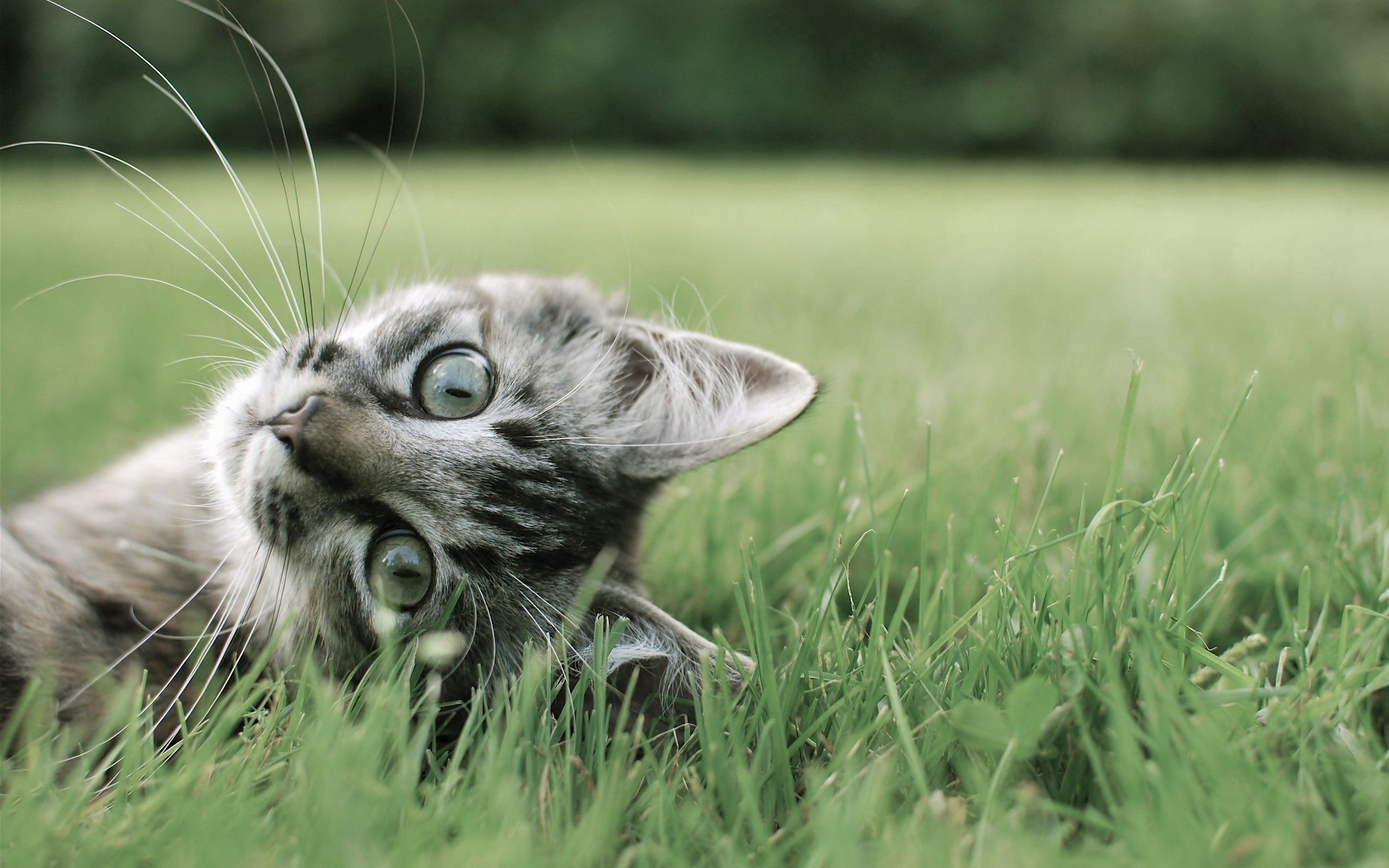 Download mobile wallpaper To Lie Down, Lie, Muzzle, Playful, Grass, Cat, Animals for free.
