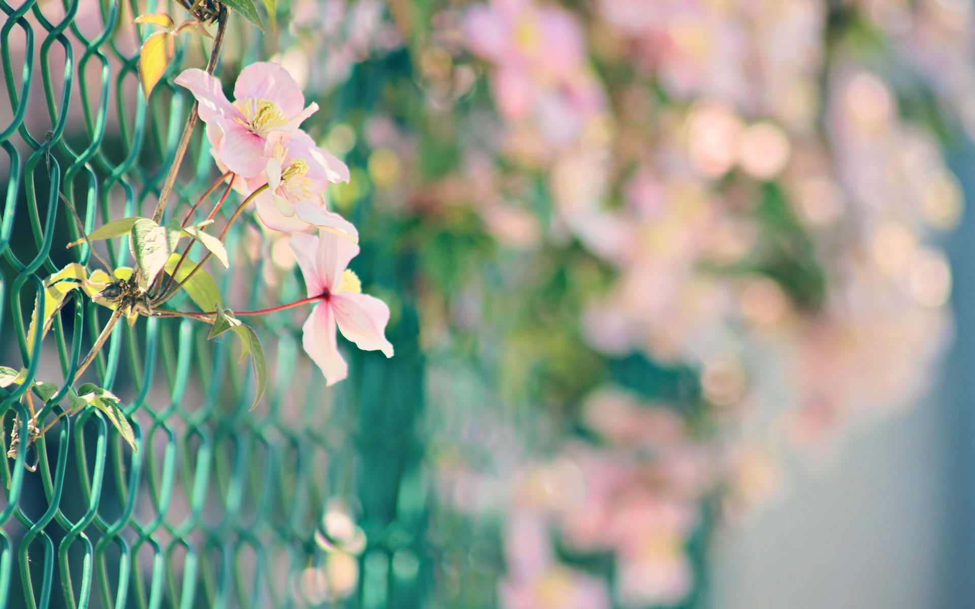 Download mobile wallpaper Flowers, Fence, Flower, Earth for free.
