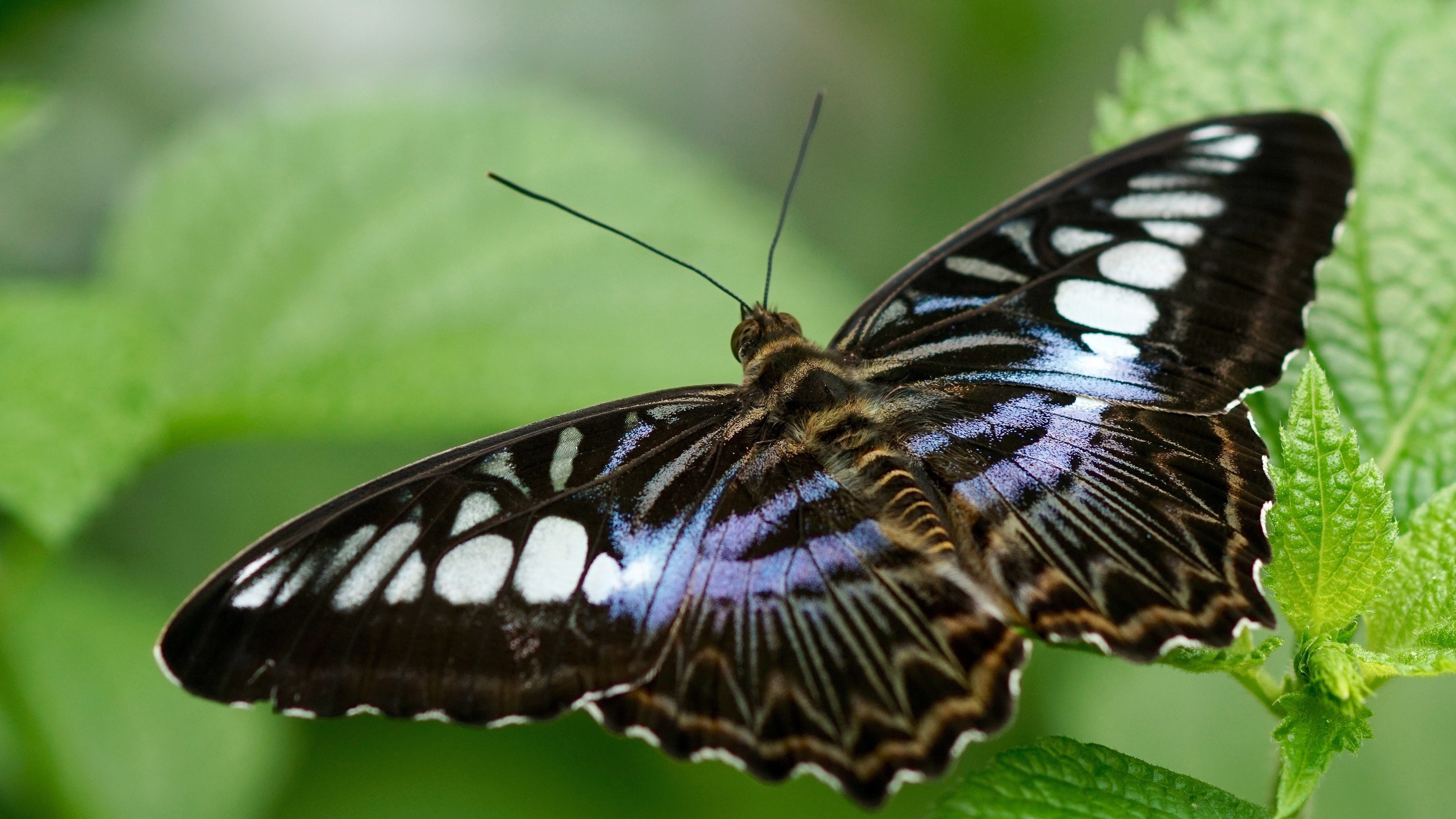 Free download wallpaper Macro, Insect, Butterfly, Animal, Wings on your PC desktop