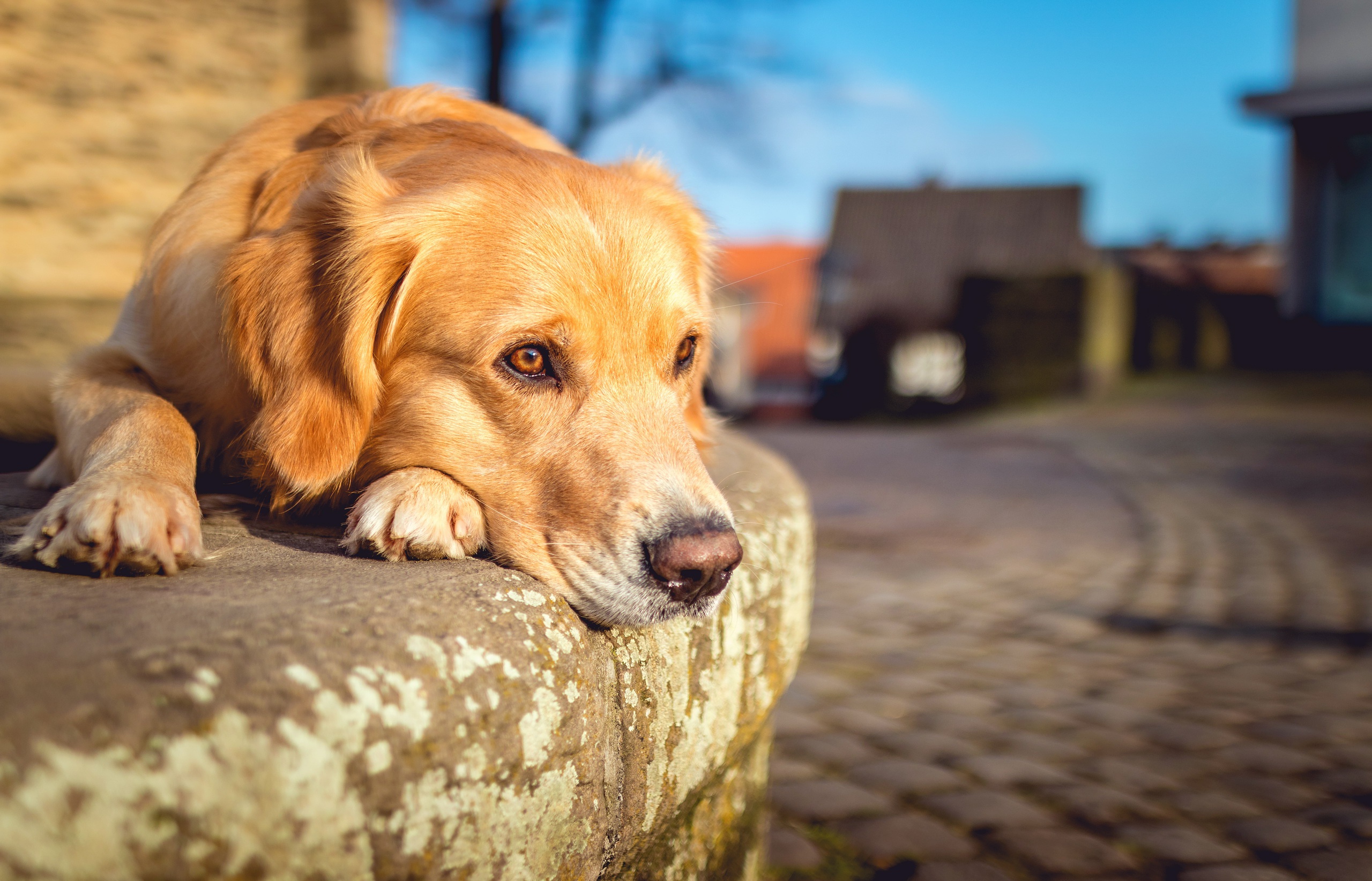 Handy-Wallpaper Tiere, Hunde, Hund, Golden Retriever, Tiefenschärfe kostenlos herunterladen.