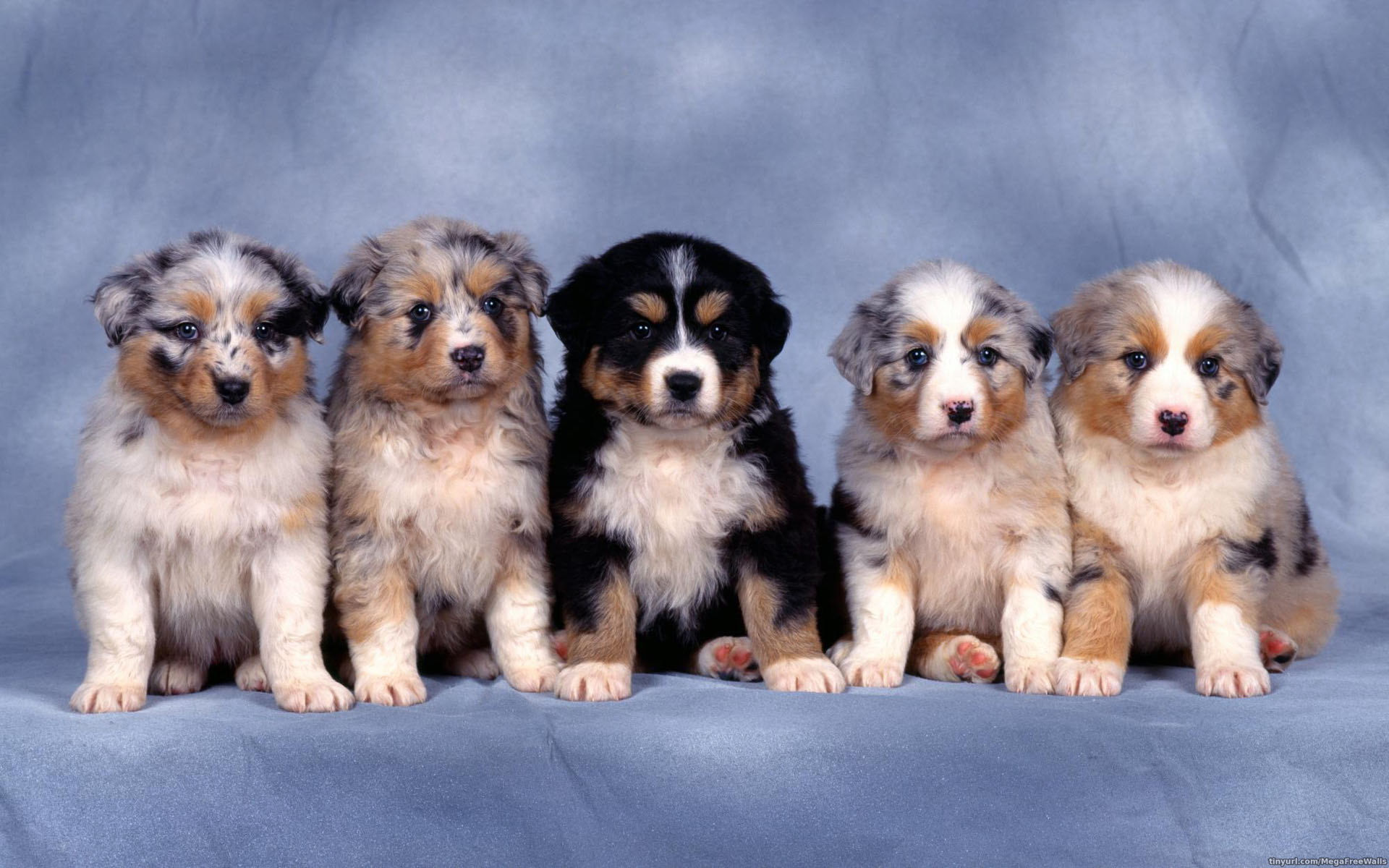 533688壁紙のダウンロード動物, 可愛い, オーストラリアン シェパード, 犬, 子犬-スクリーンセーバーと写真を無料で