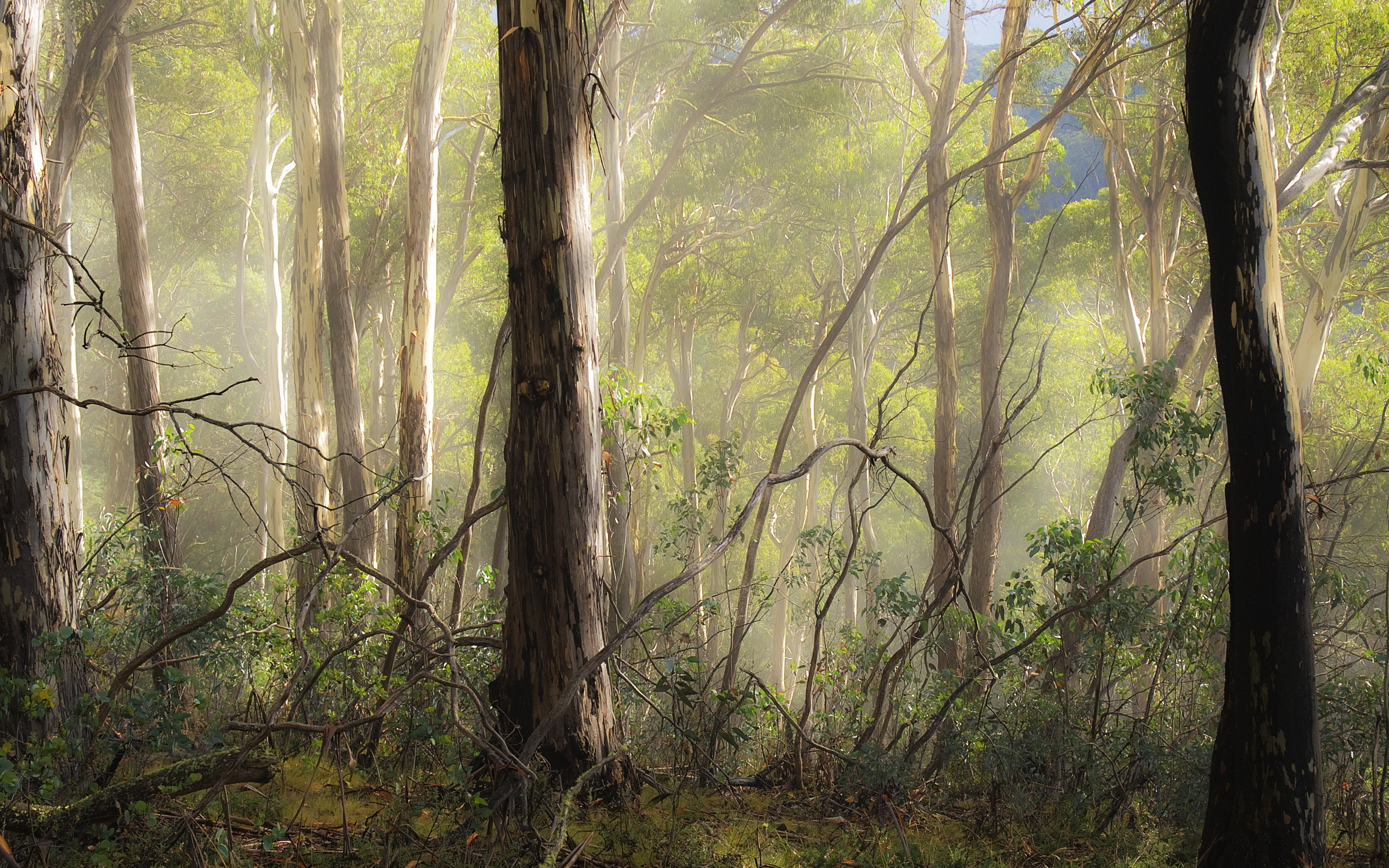 Laden Sie das Natur, Wald, Baum, Erde/natur-Bild kostenlos auf Ihren PC-Desktop herunter