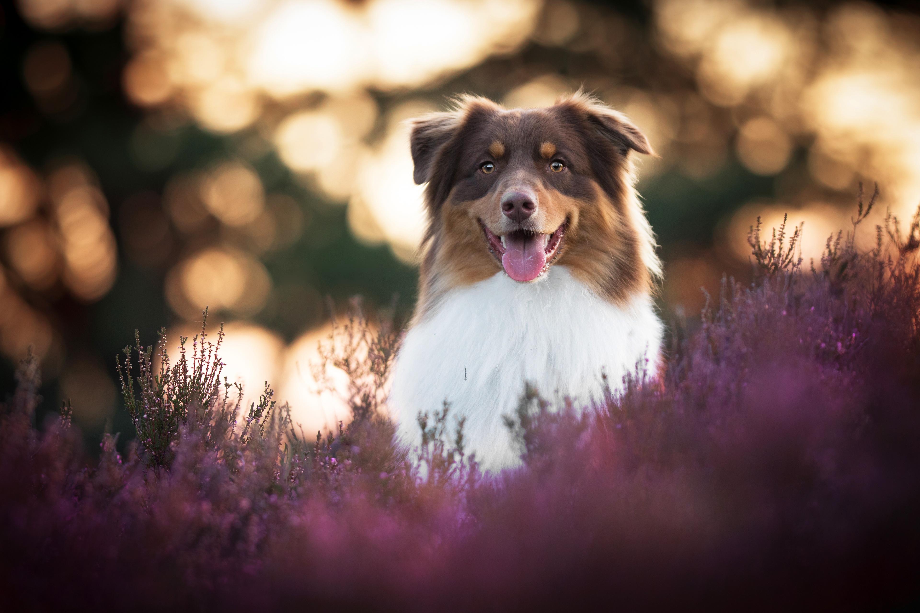 Laden Sie das Tiere, Hunde, Hund, Australischer Hirte, Lavendel, Tiefenschärfe-Bild kostenlos auf Ihren PC-Desktop herunter