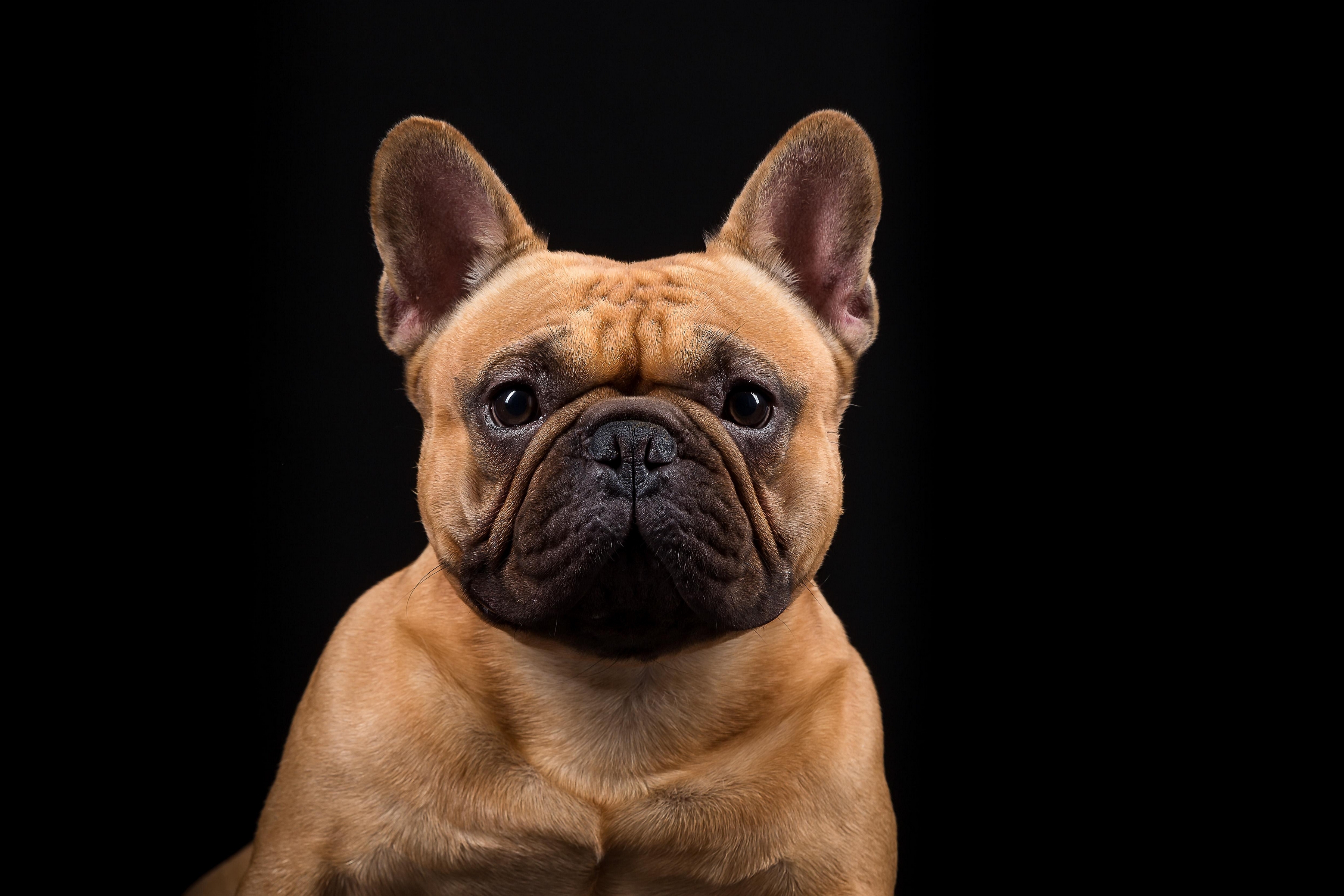 Download mobile wallpaper Dogs, Dog, Muzzle, Animal, French Bulldog for free.
