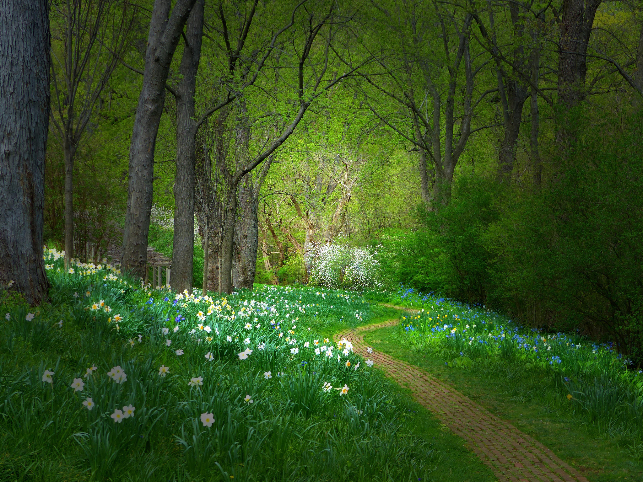 Download mobile wallpaper Flower, Forest, Tree, Path, Spring, Man Made for free.