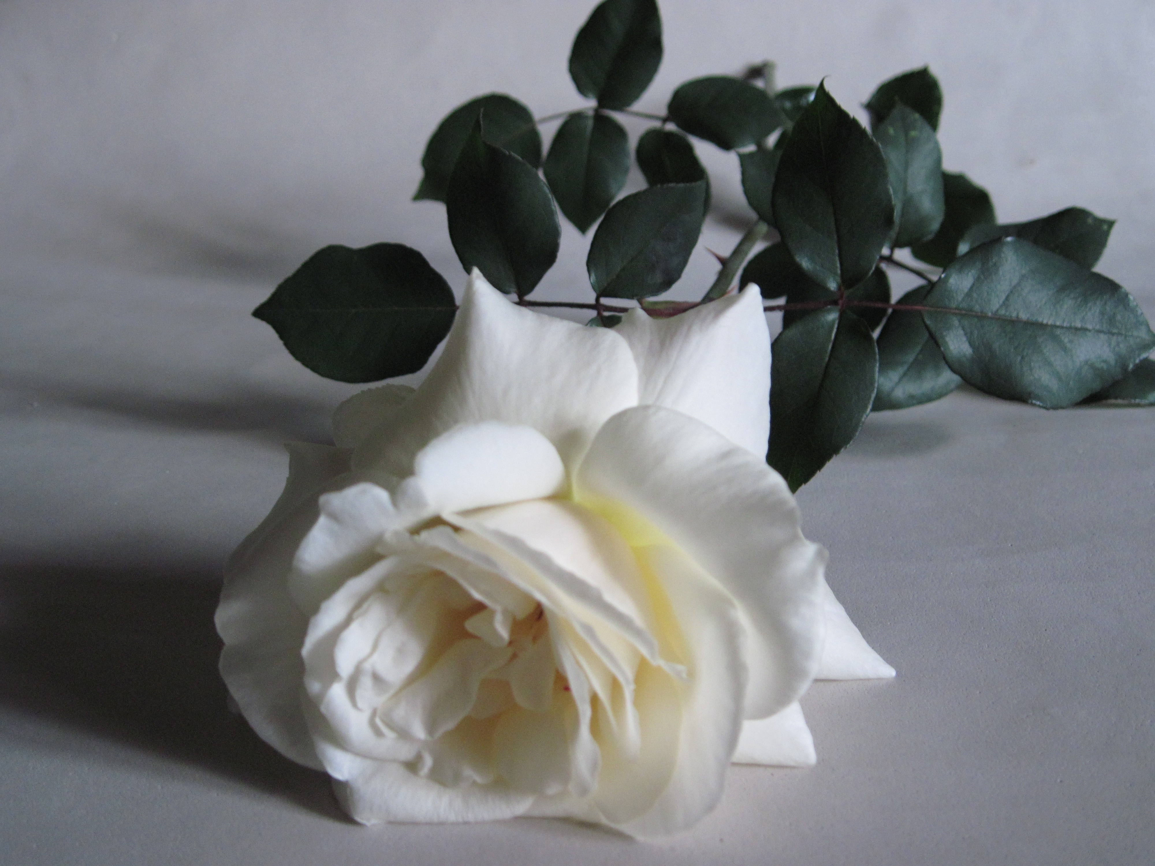 384557 скачать картинку белый цветок, земля/природа, роза, цветок, белая роза, флауэрсы - обои и заставки бесплатно