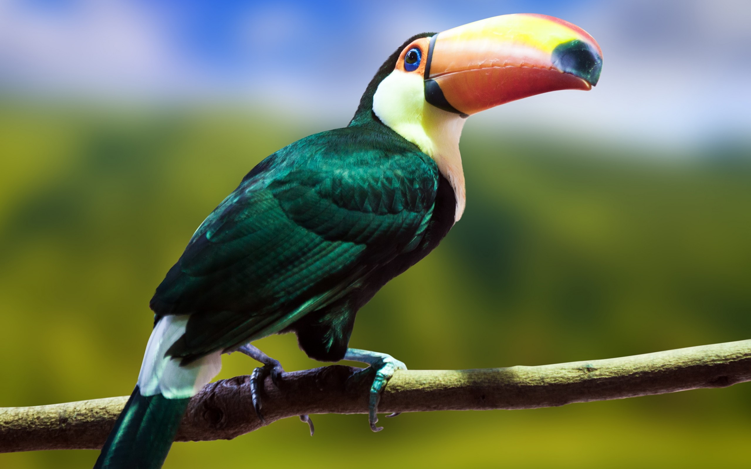 Téléchargez des papiers peints mobile Toucan, Des Oiseaux, Animaux gratuitement.